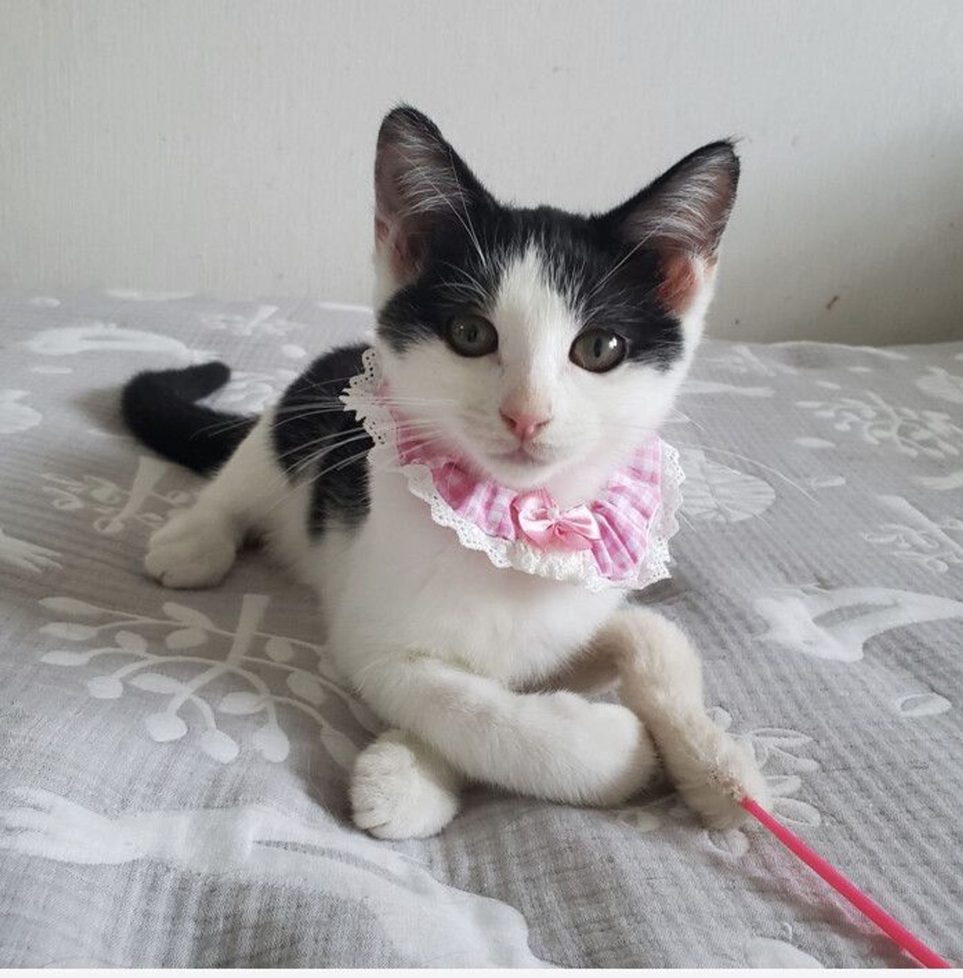 雑種（ミックス猫）・メスの里親募集の写真