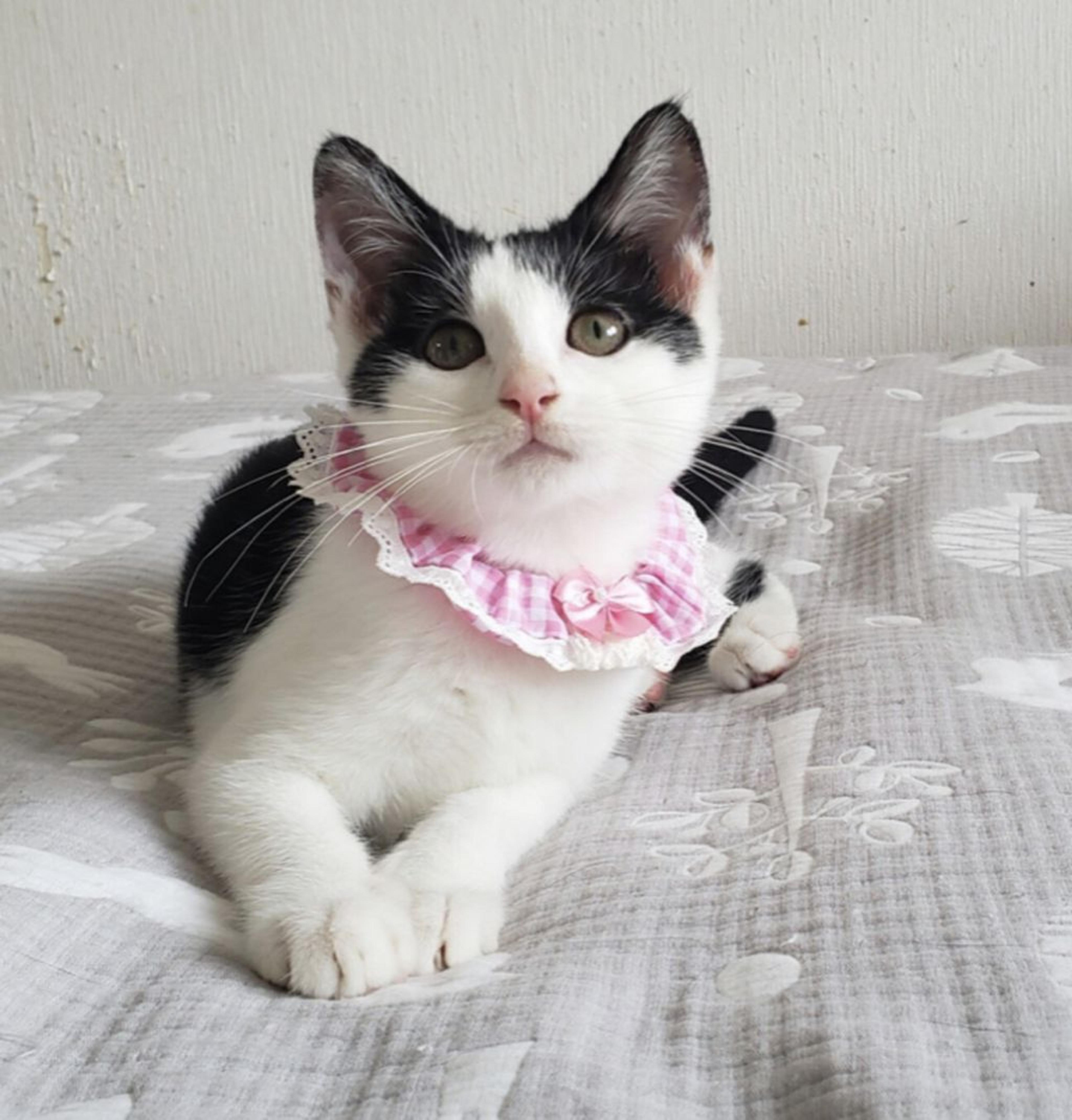 pet-image-2