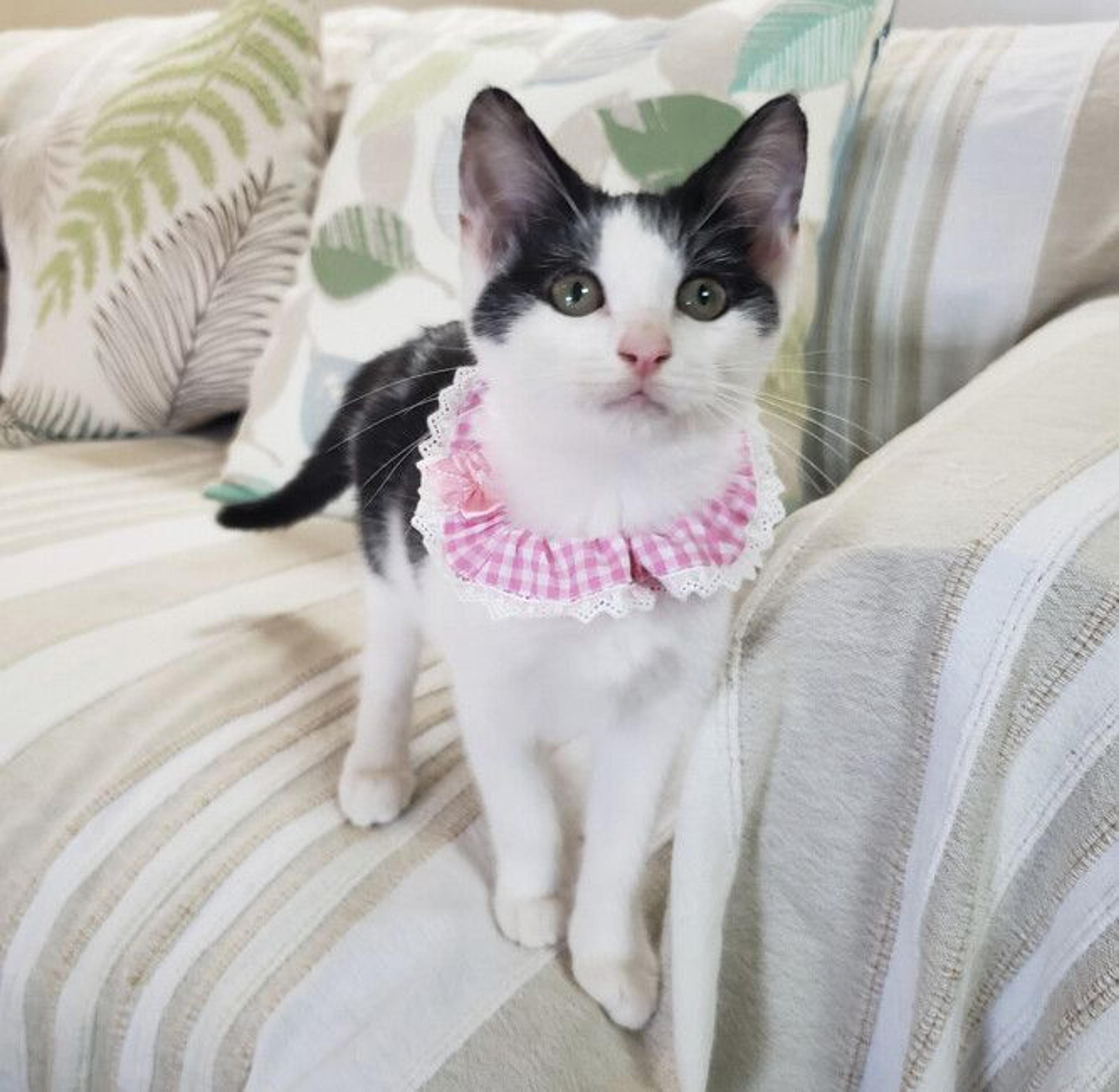 pet-image-3