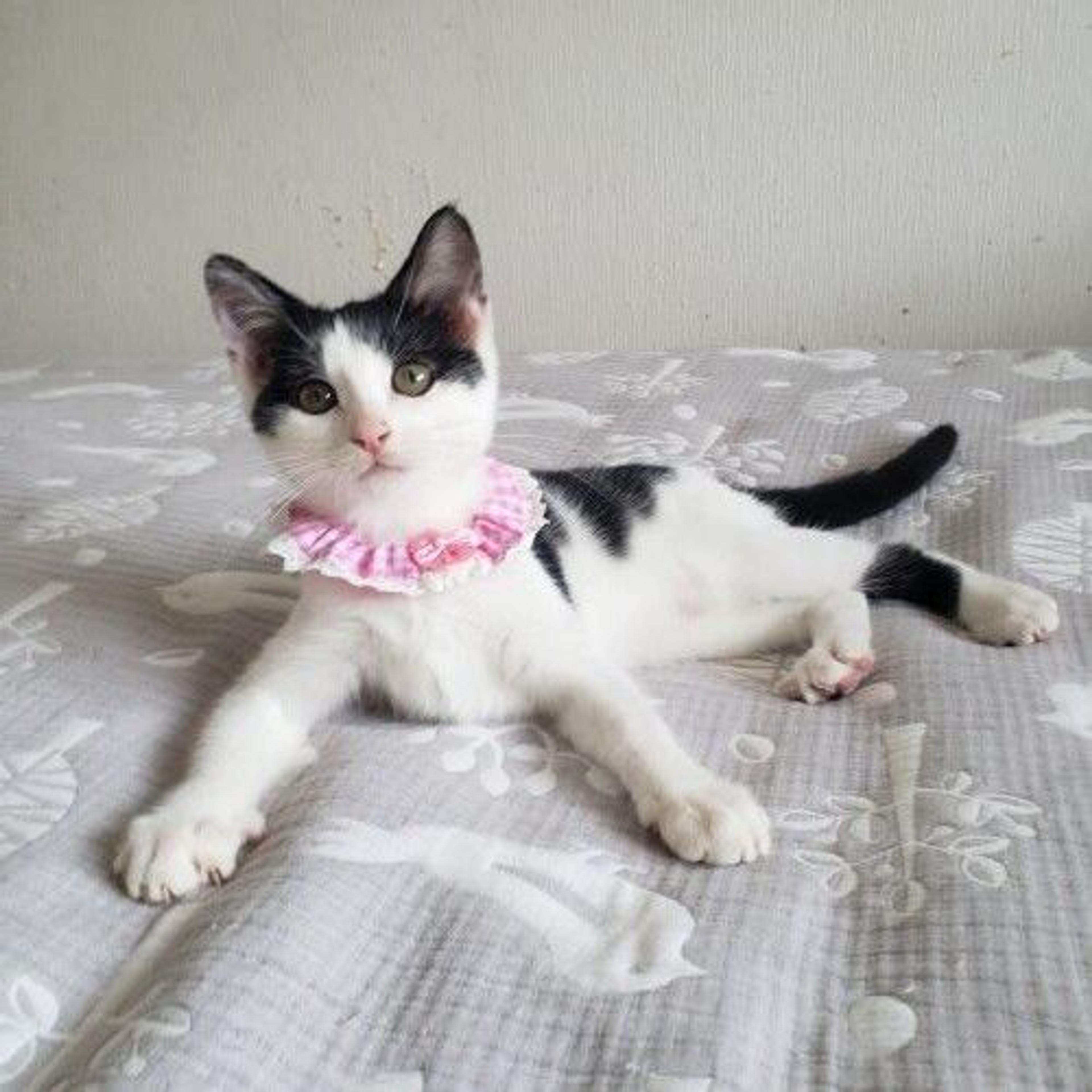 pet-image-4
