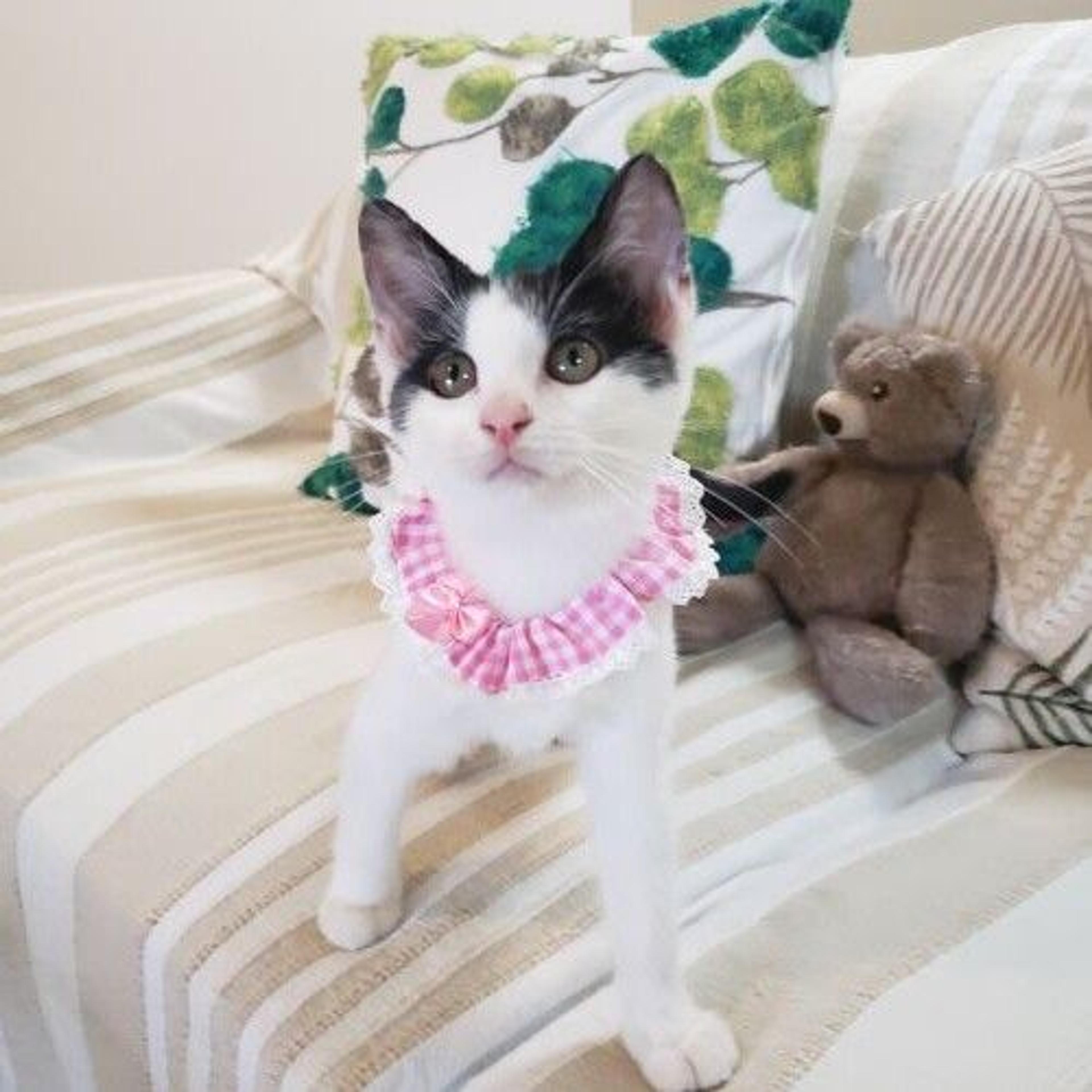 pet-image-5