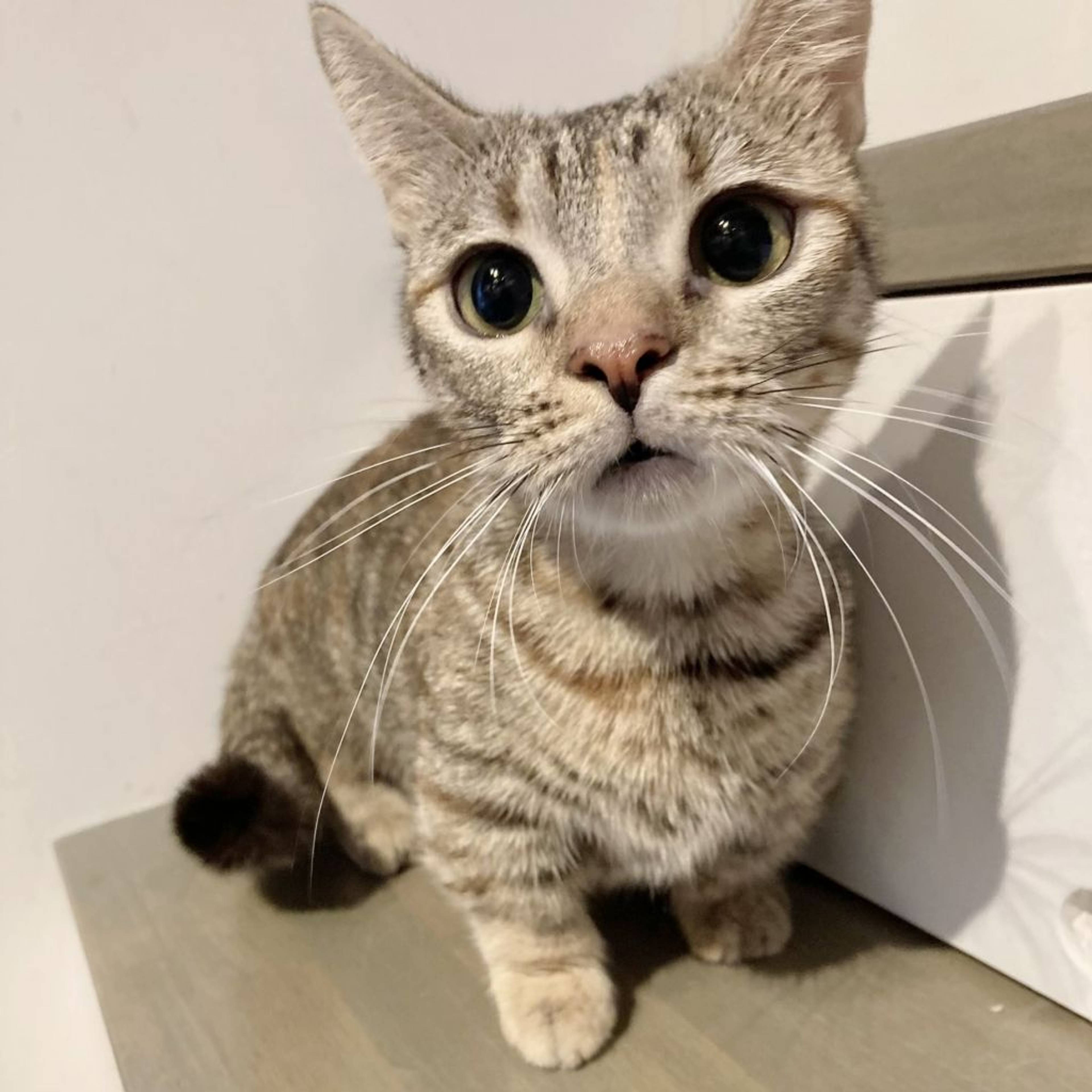 雑種（ミックス猫）・メスの里親募集の写真