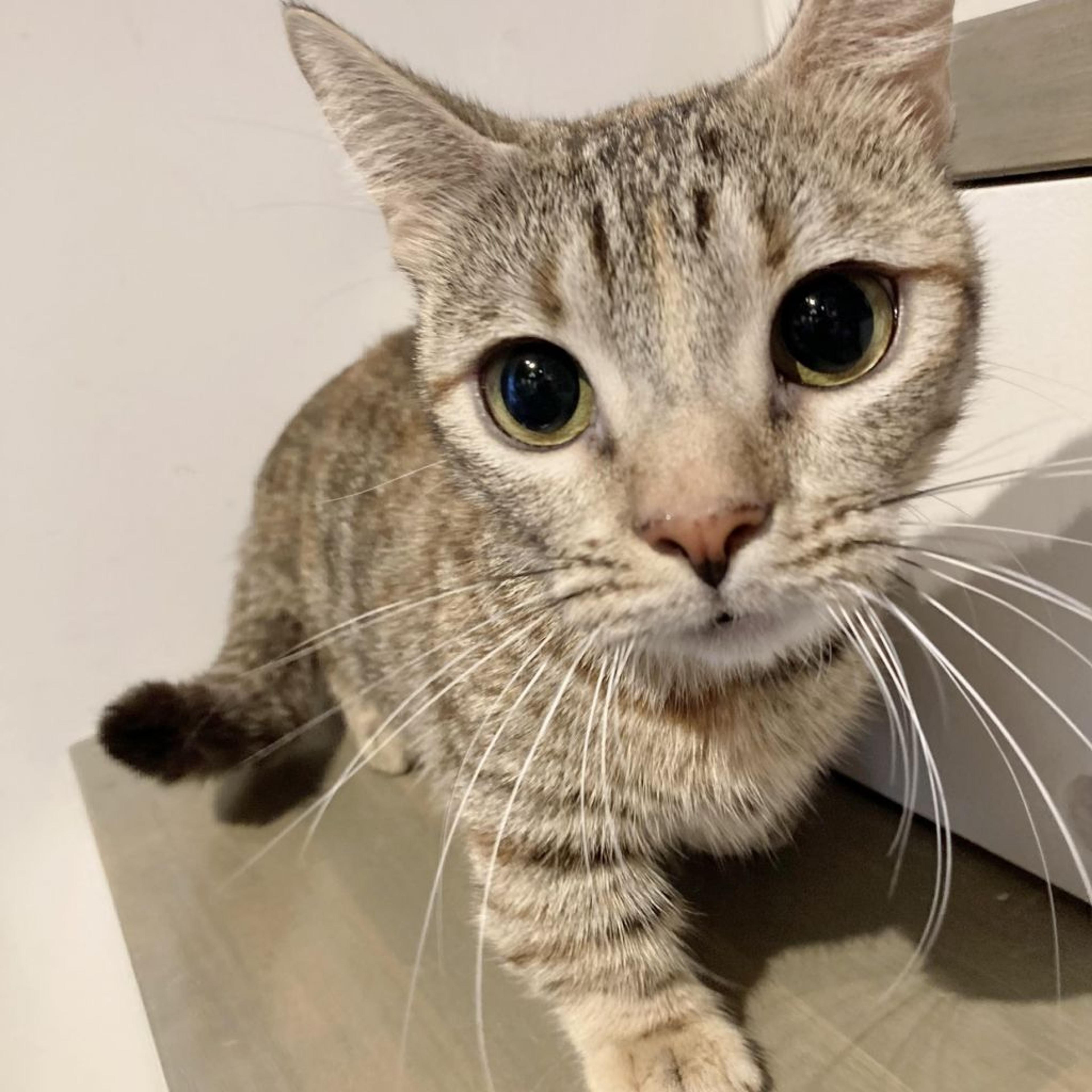 pet-image-2