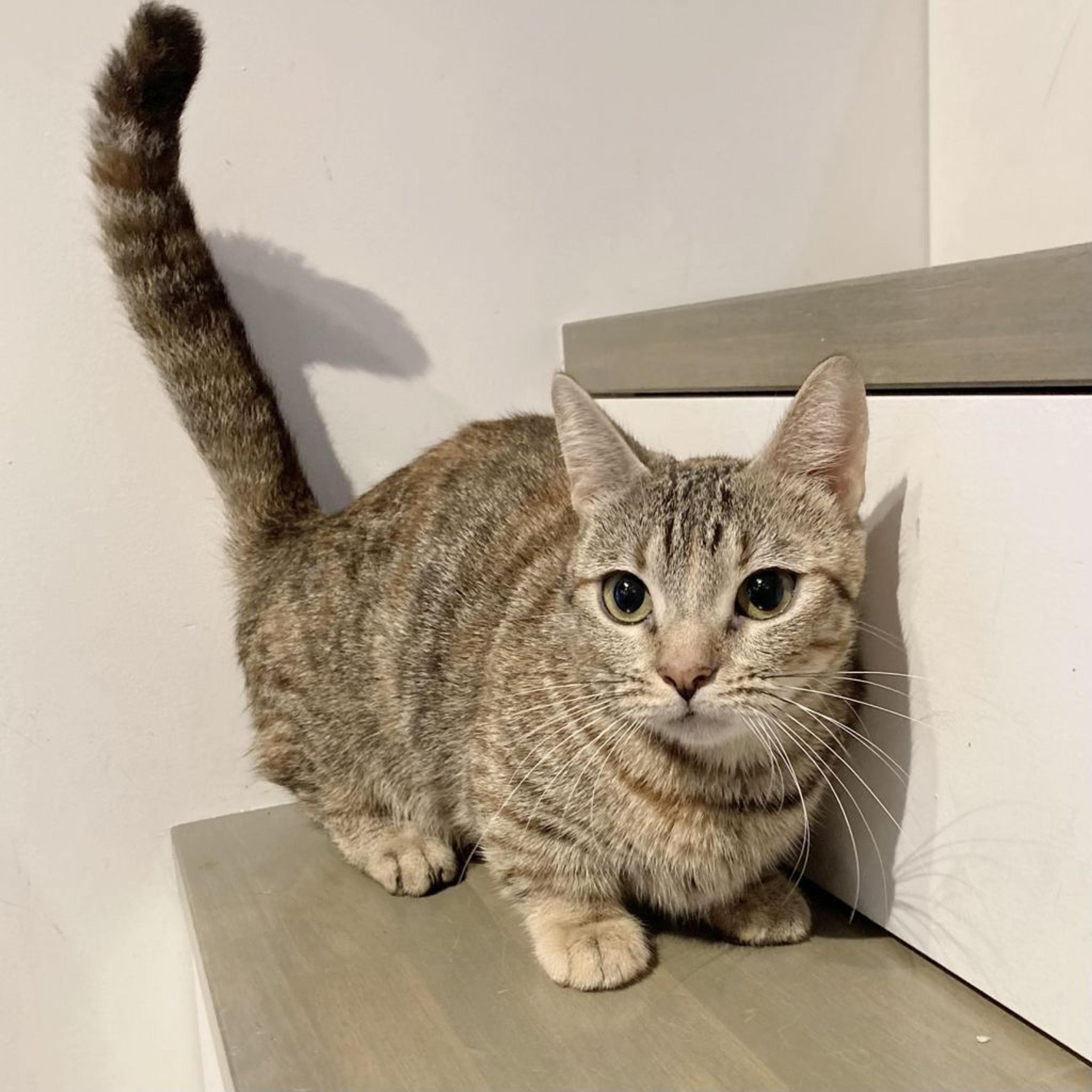 pet-image-3