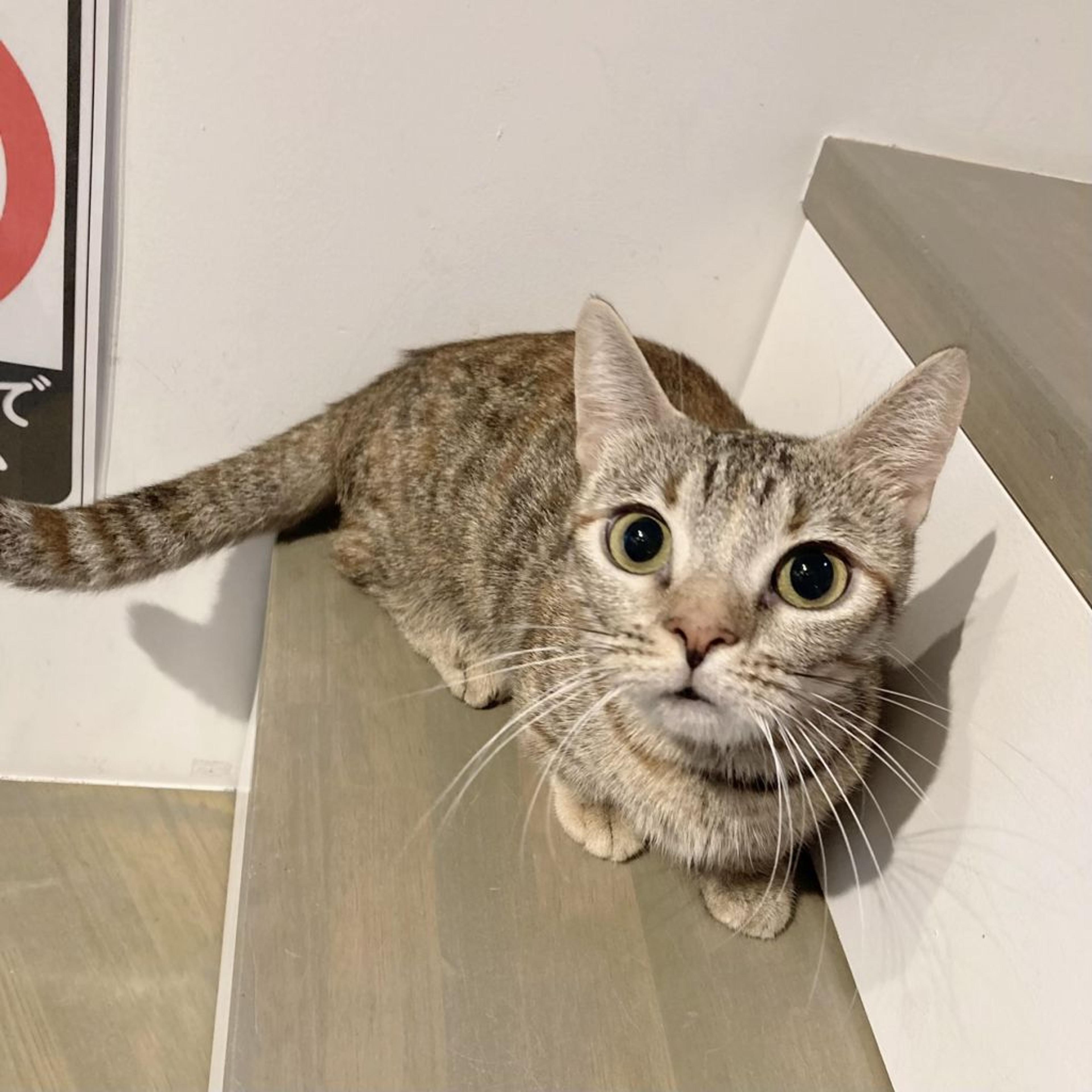 pet-image-4