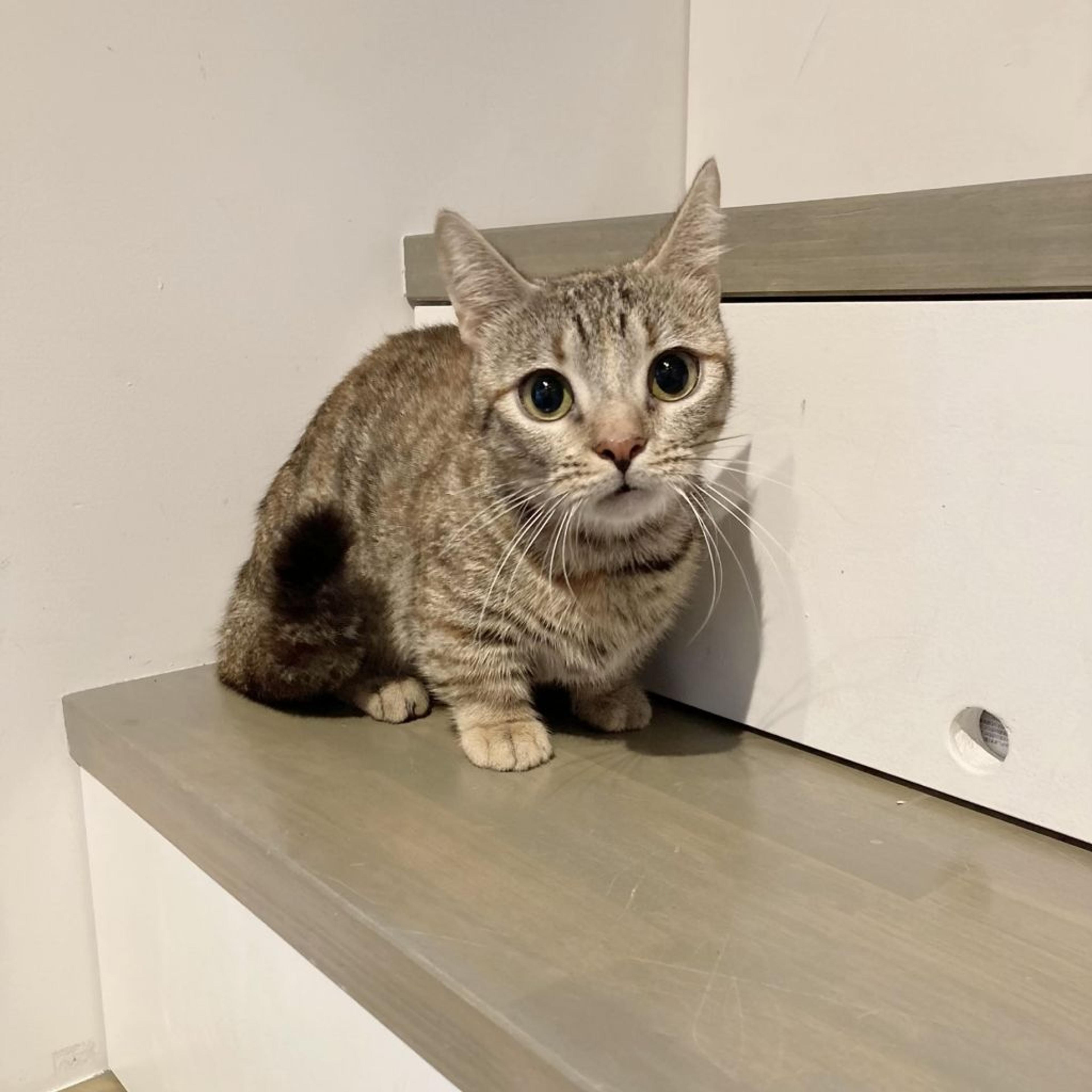 pet-image-5