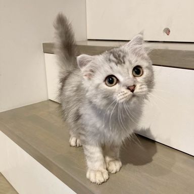 ピタの写真