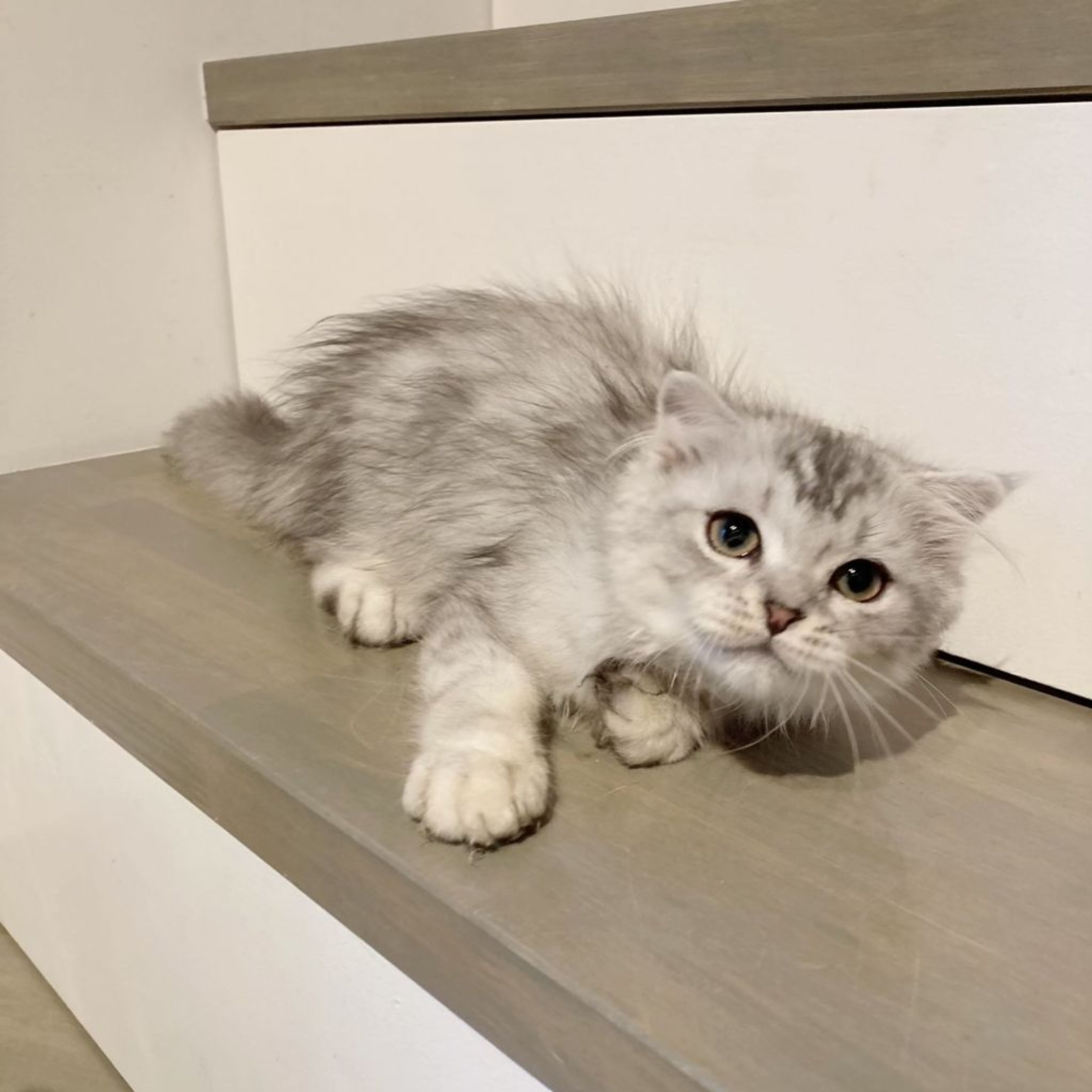 pet-image-5