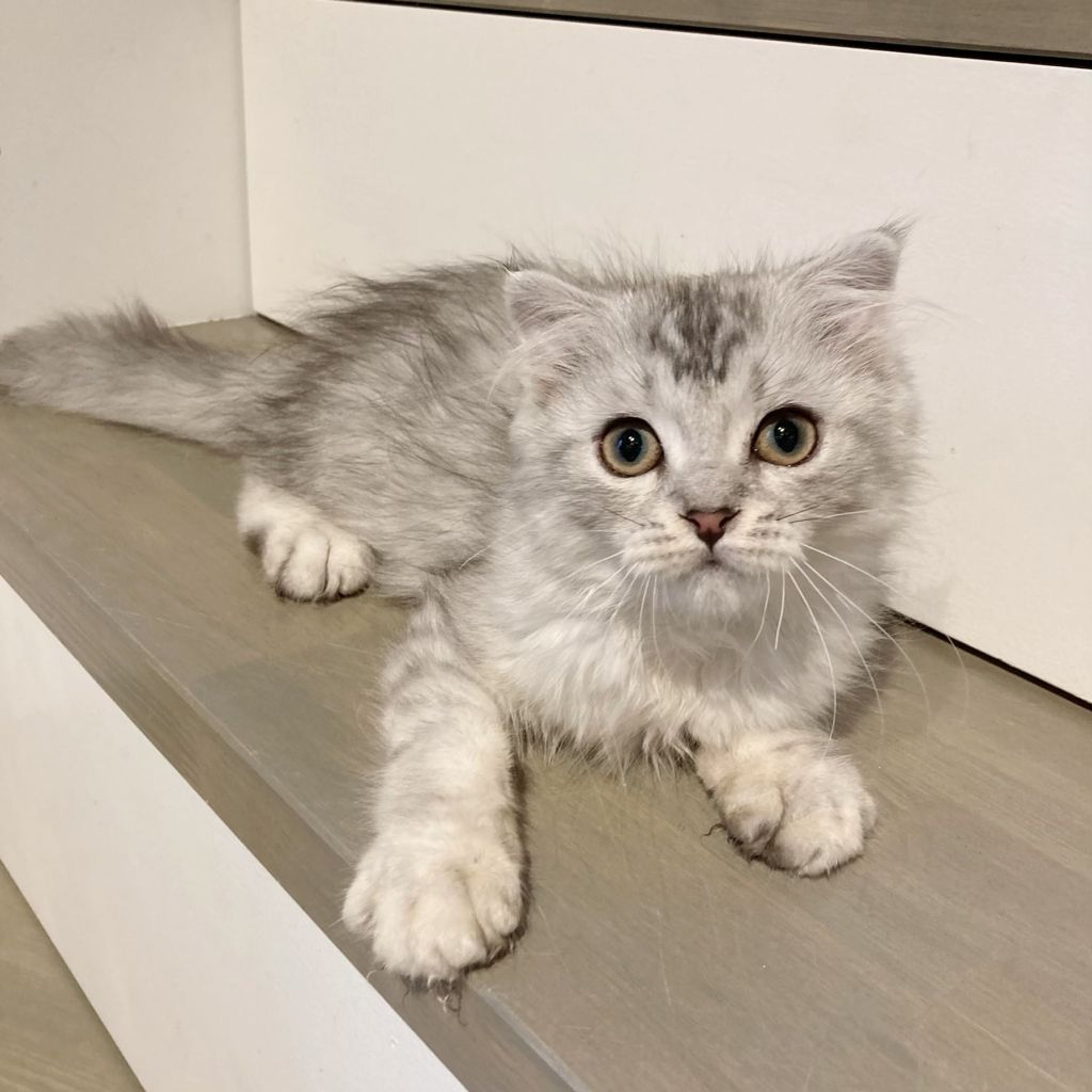 pet-image-8