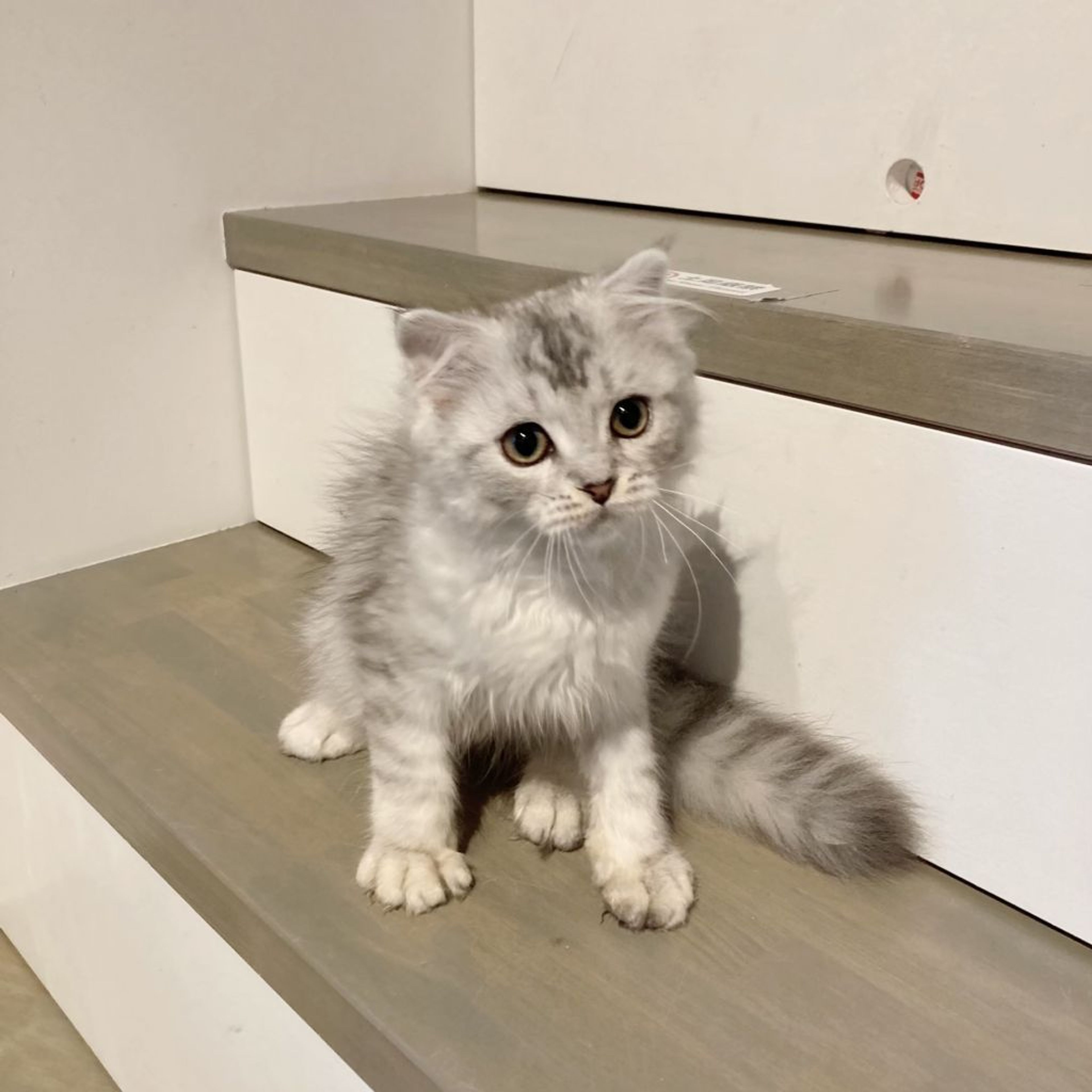 pet-image-9