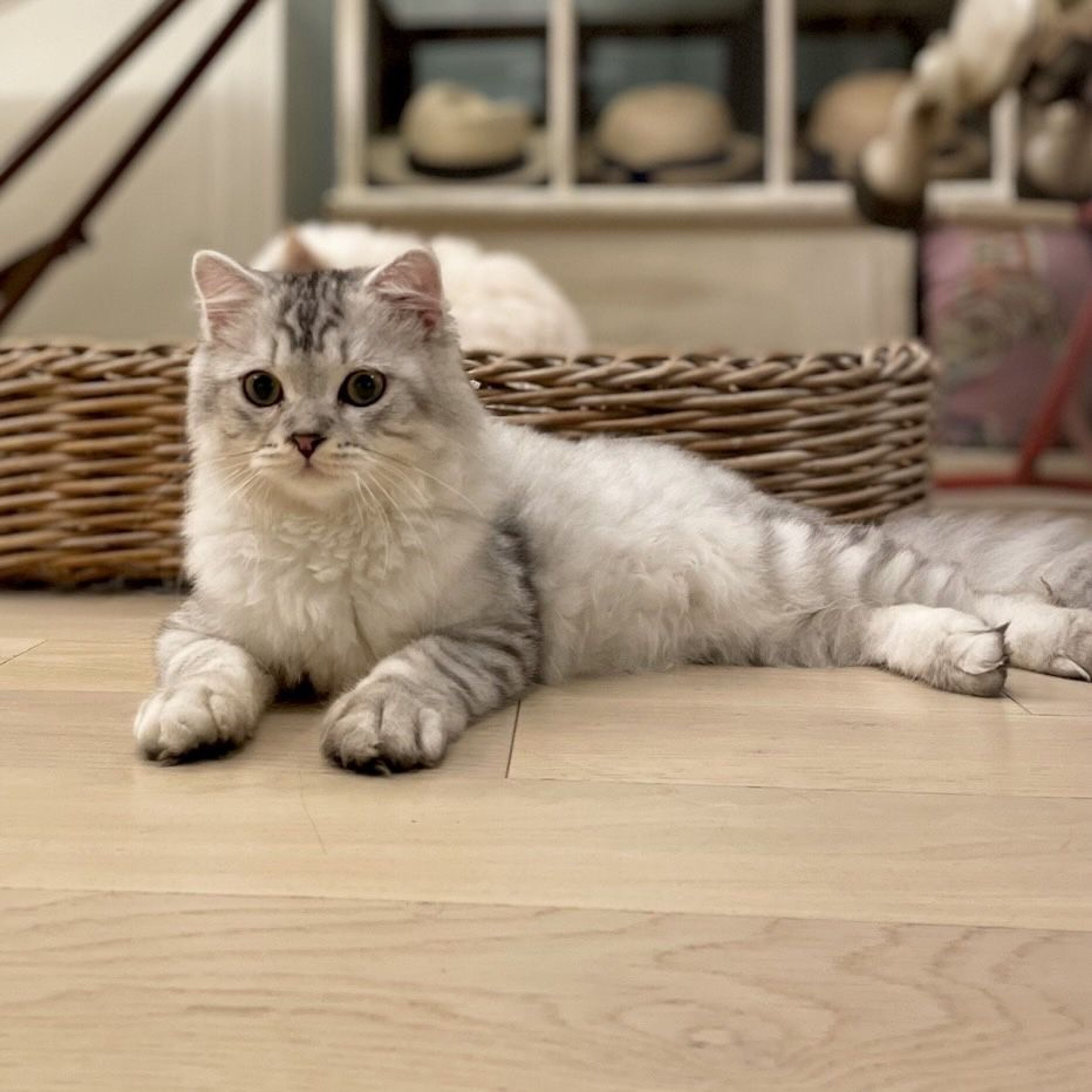 pet-image-2