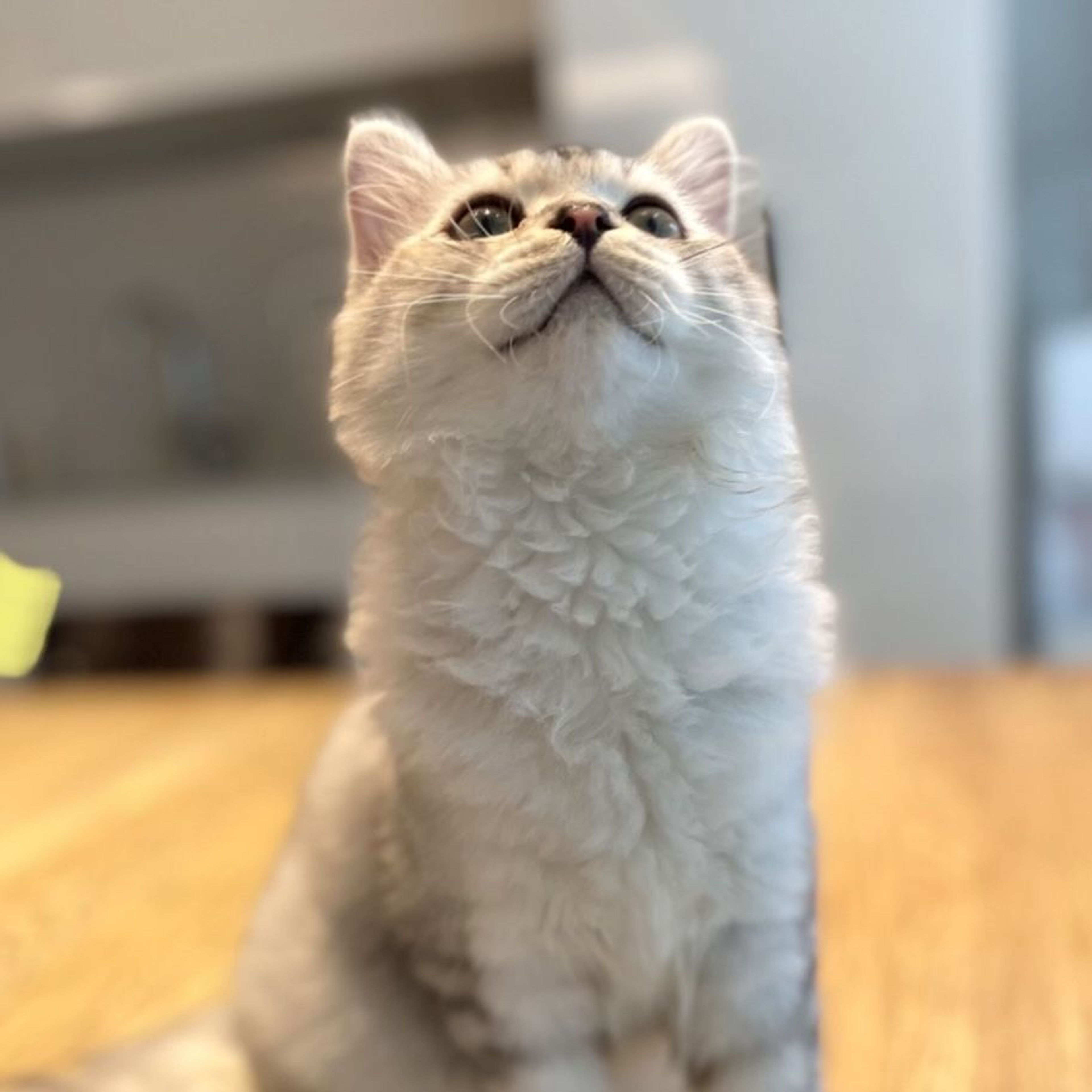 pet-image-6