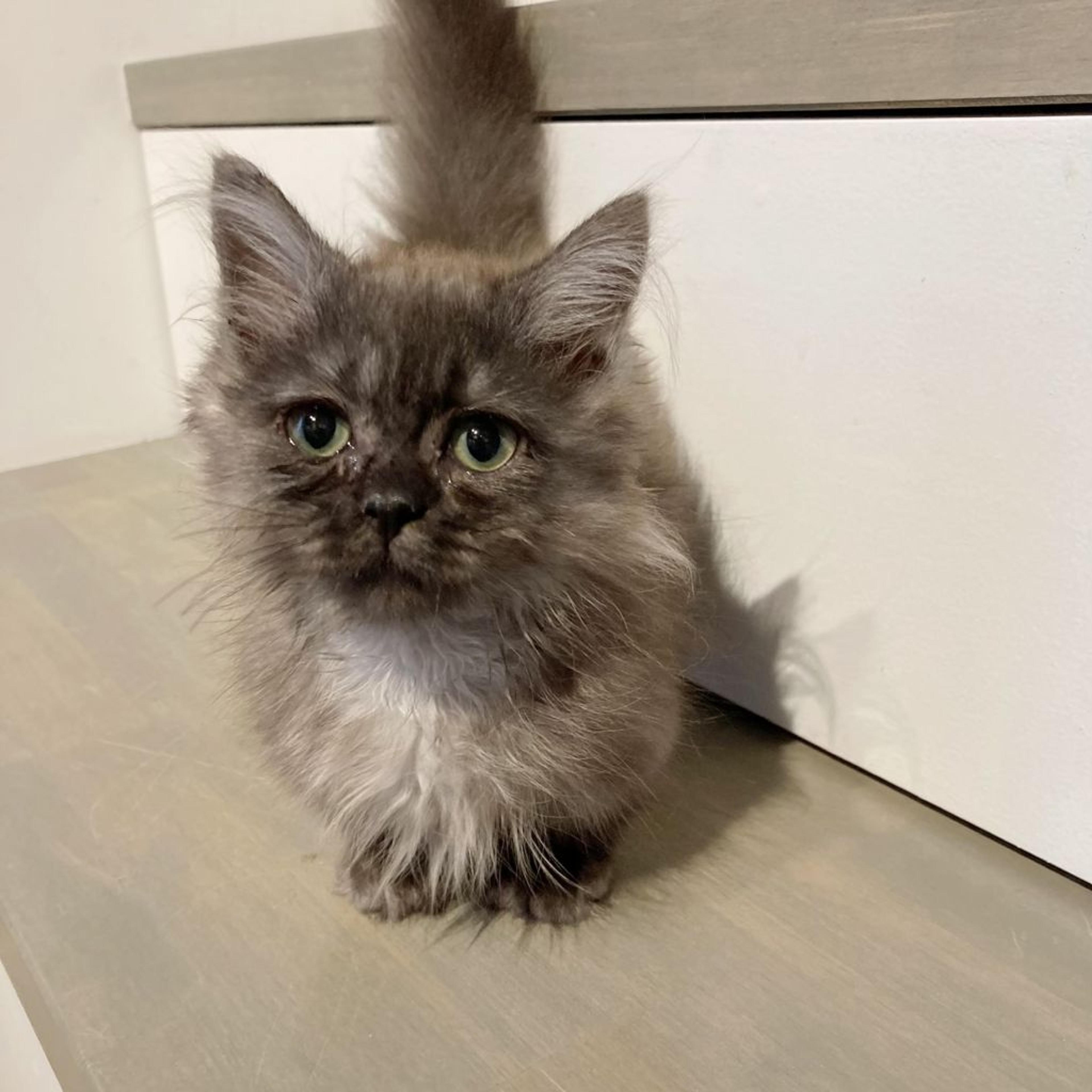 pet-image-3