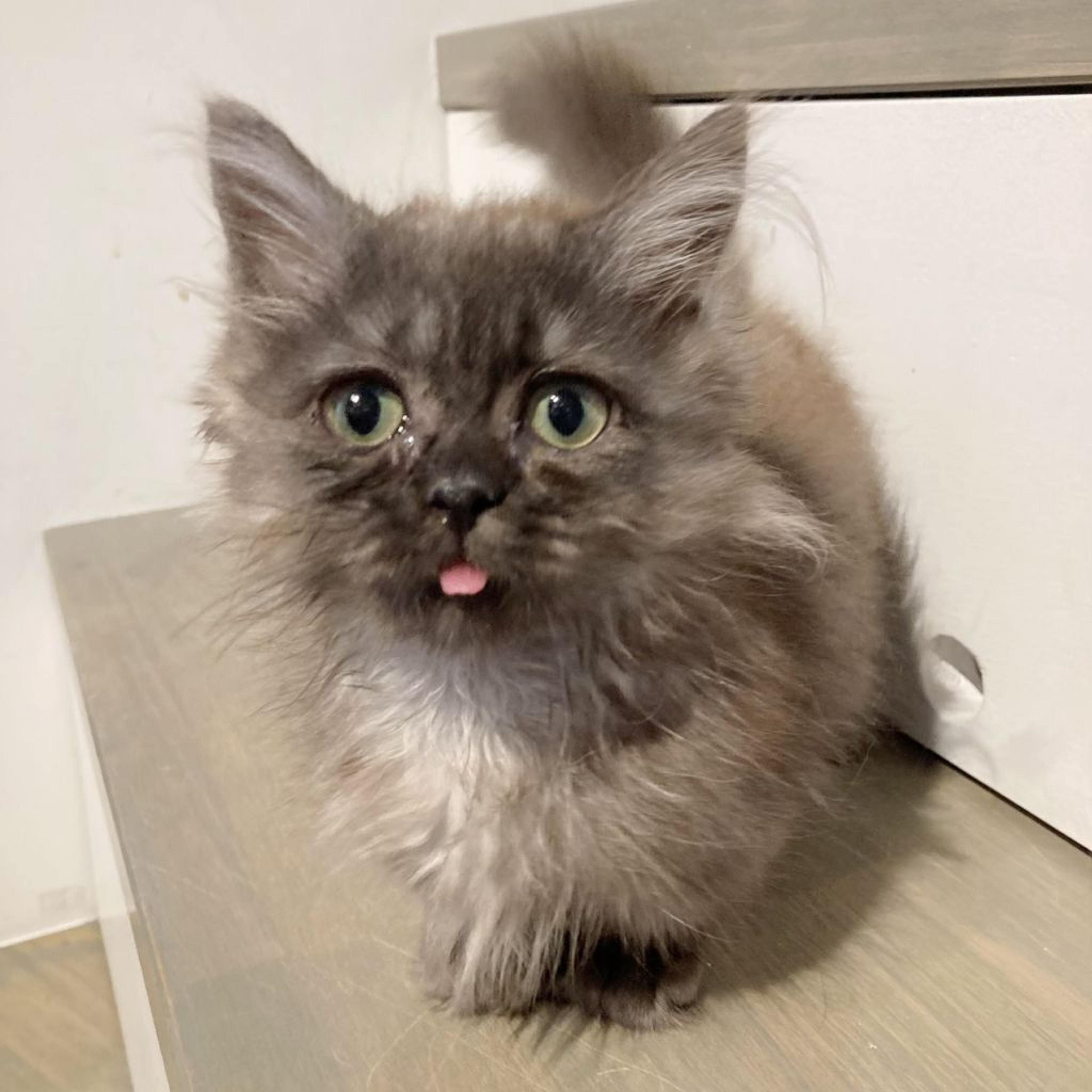 pet-image-4