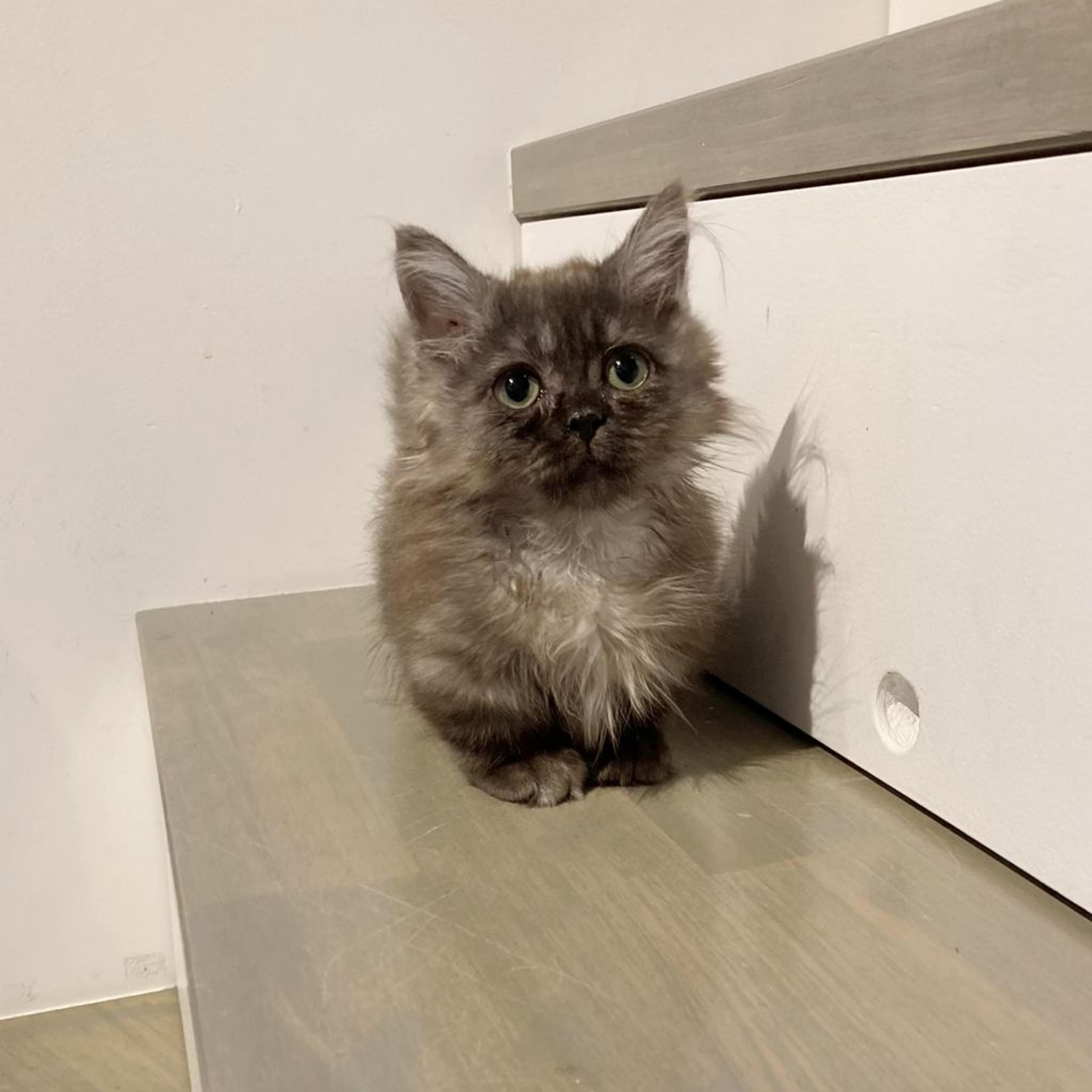 pet-image-5