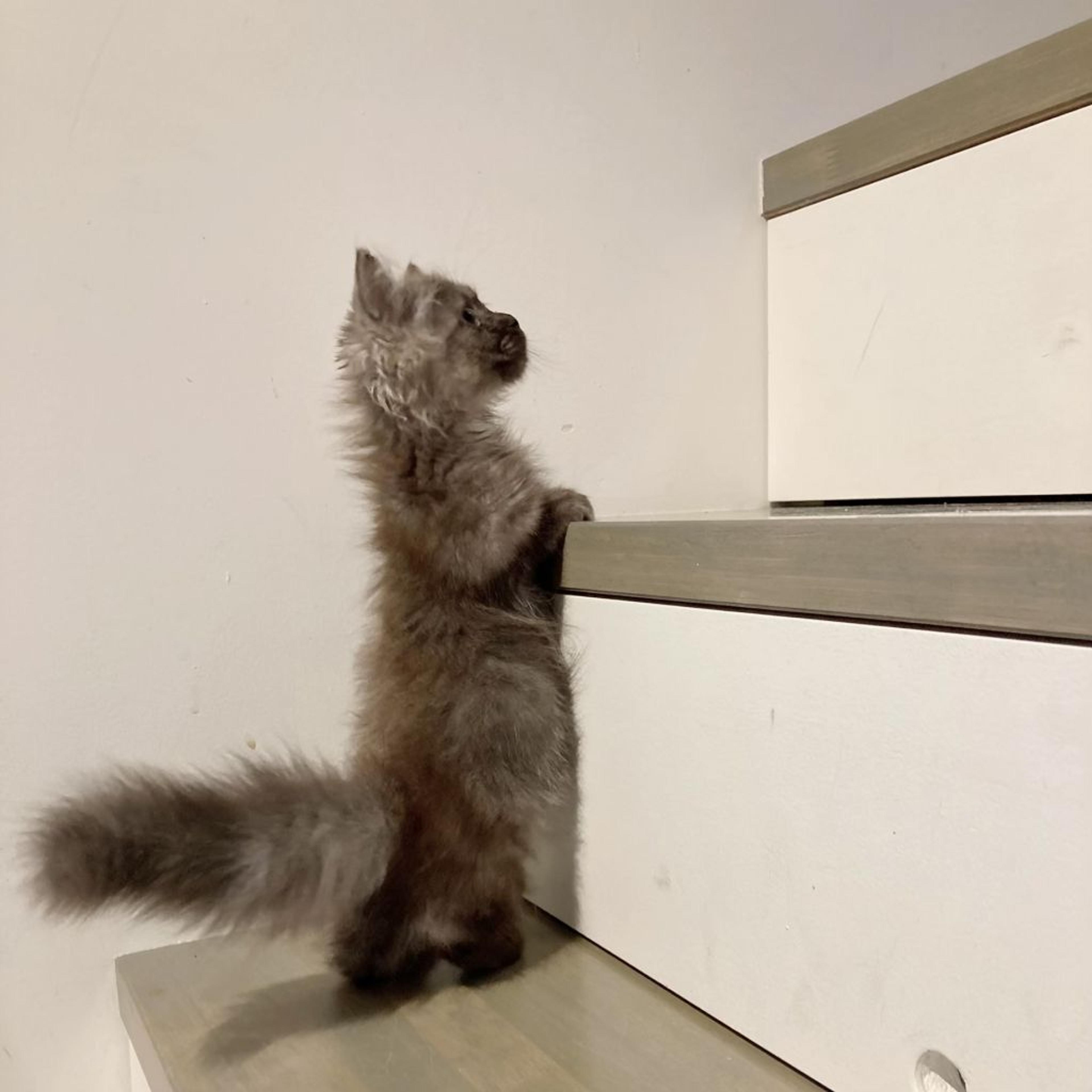 pet-image-6