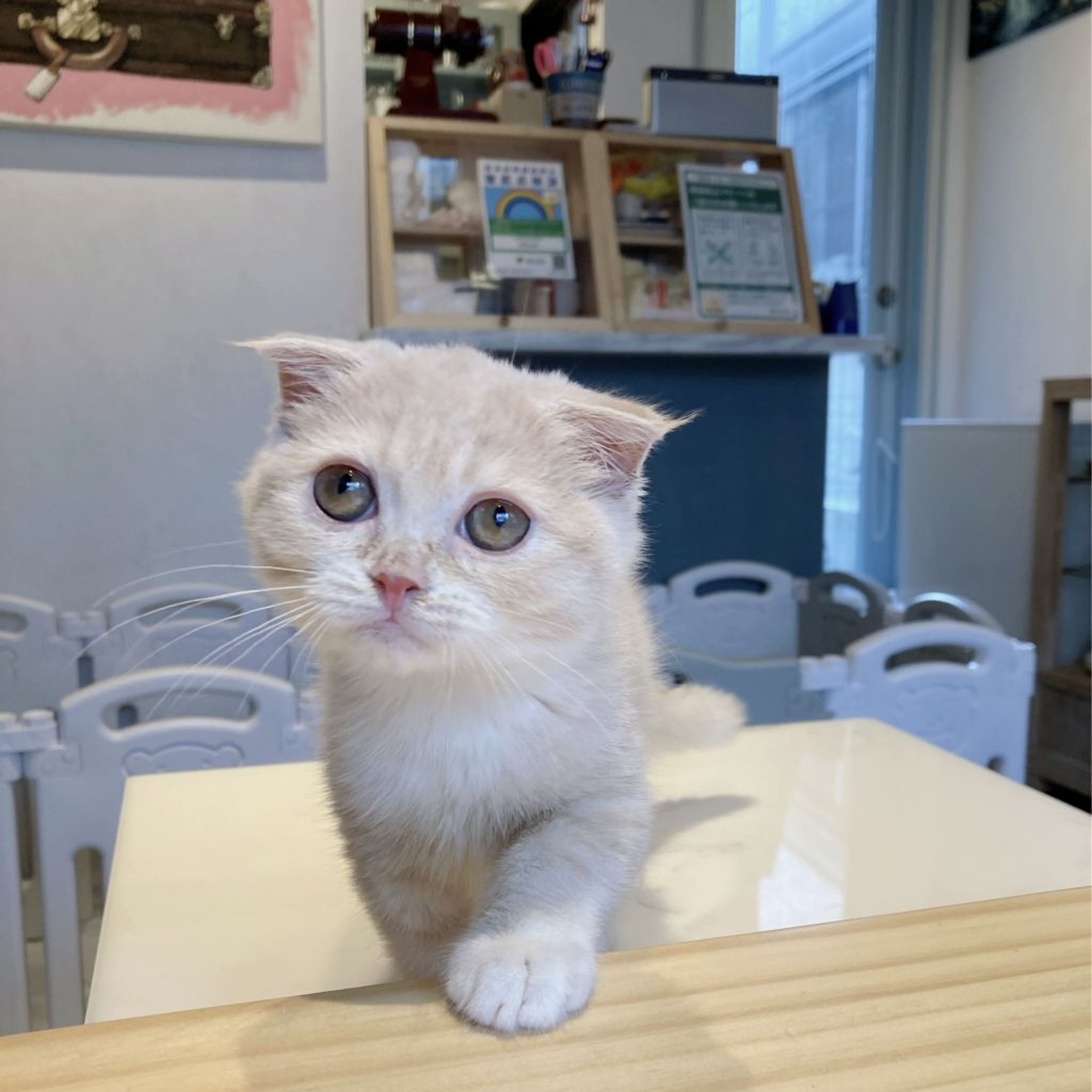 スコティッシュフォールド・メスの里親募集の写真