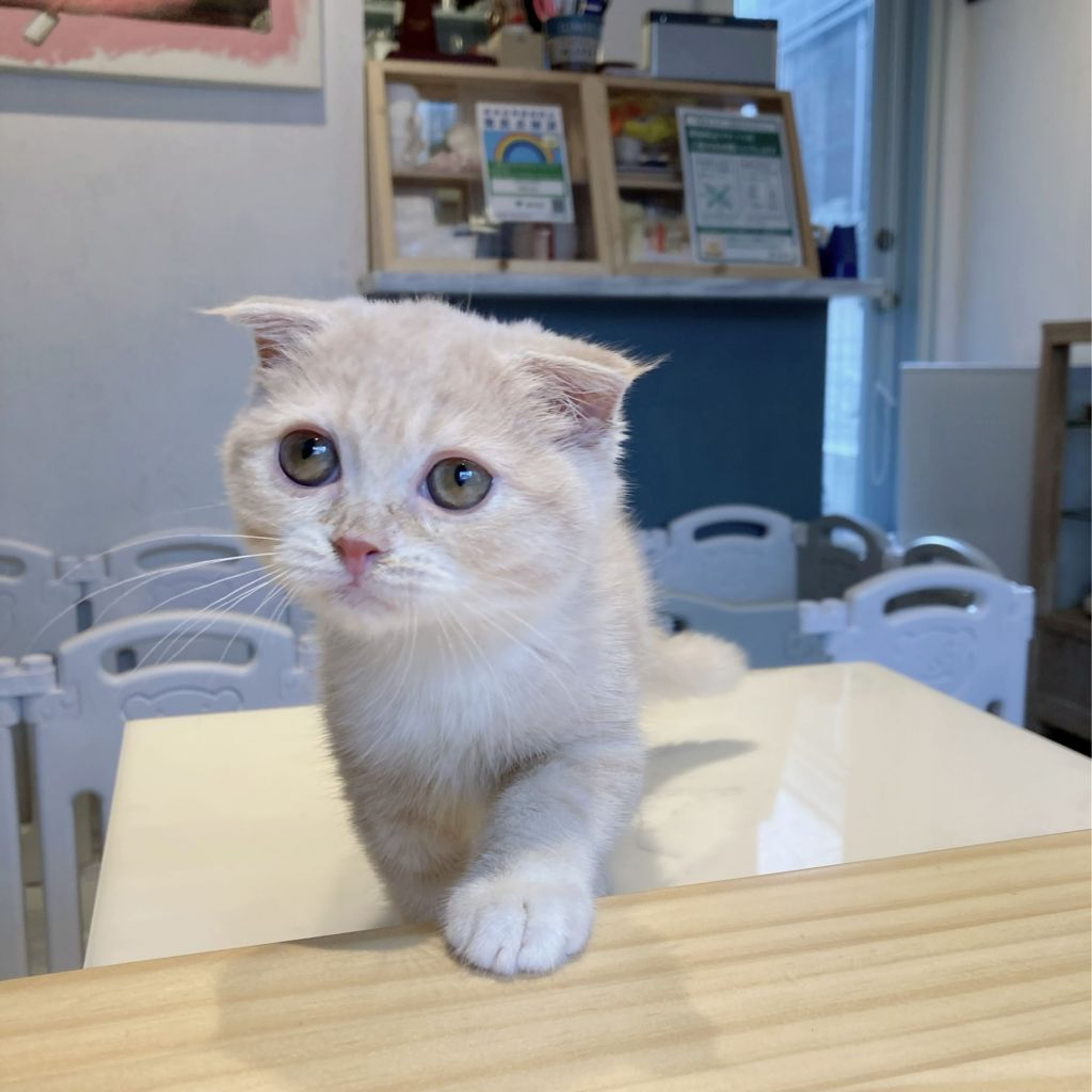 pet-image-3