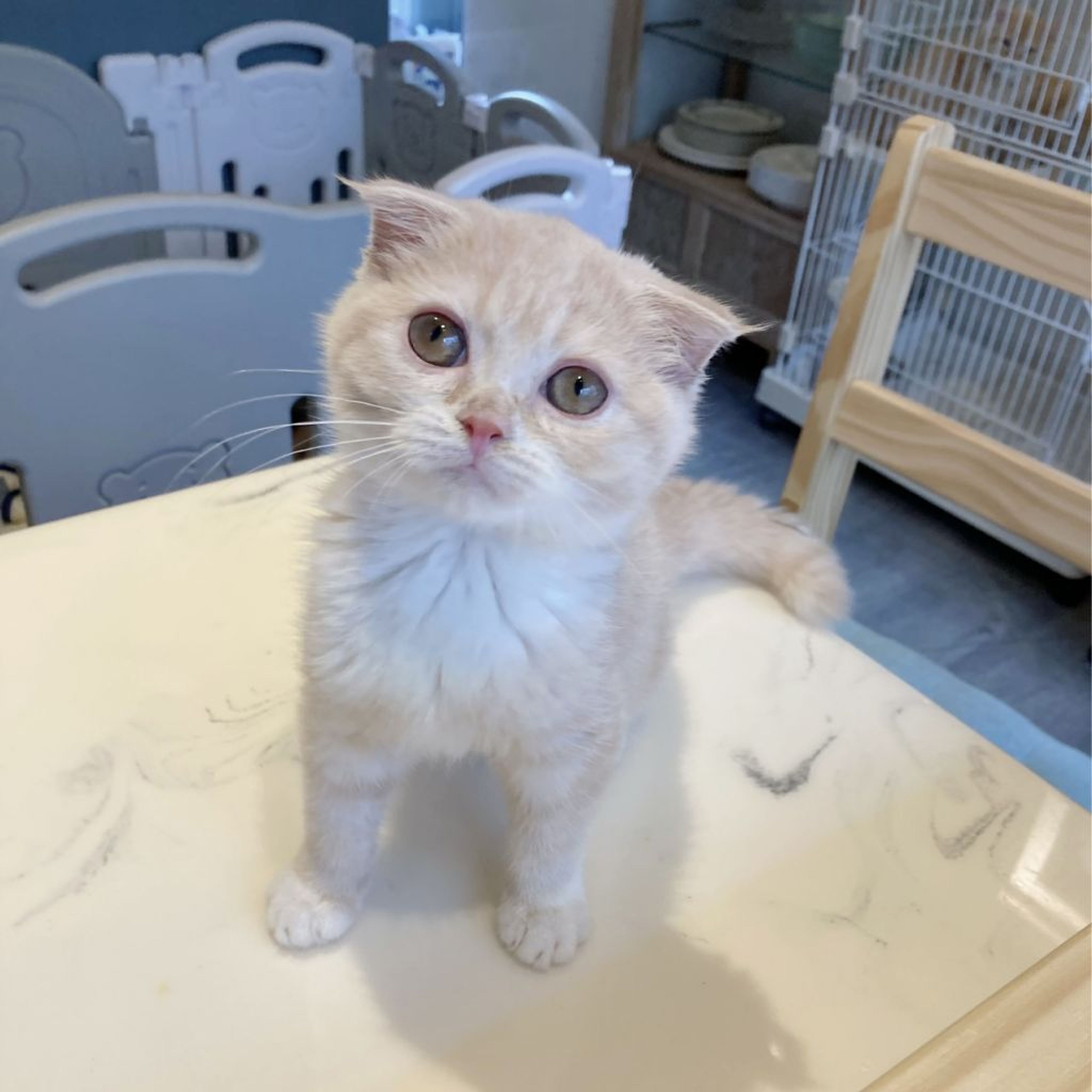 pet-image-4
