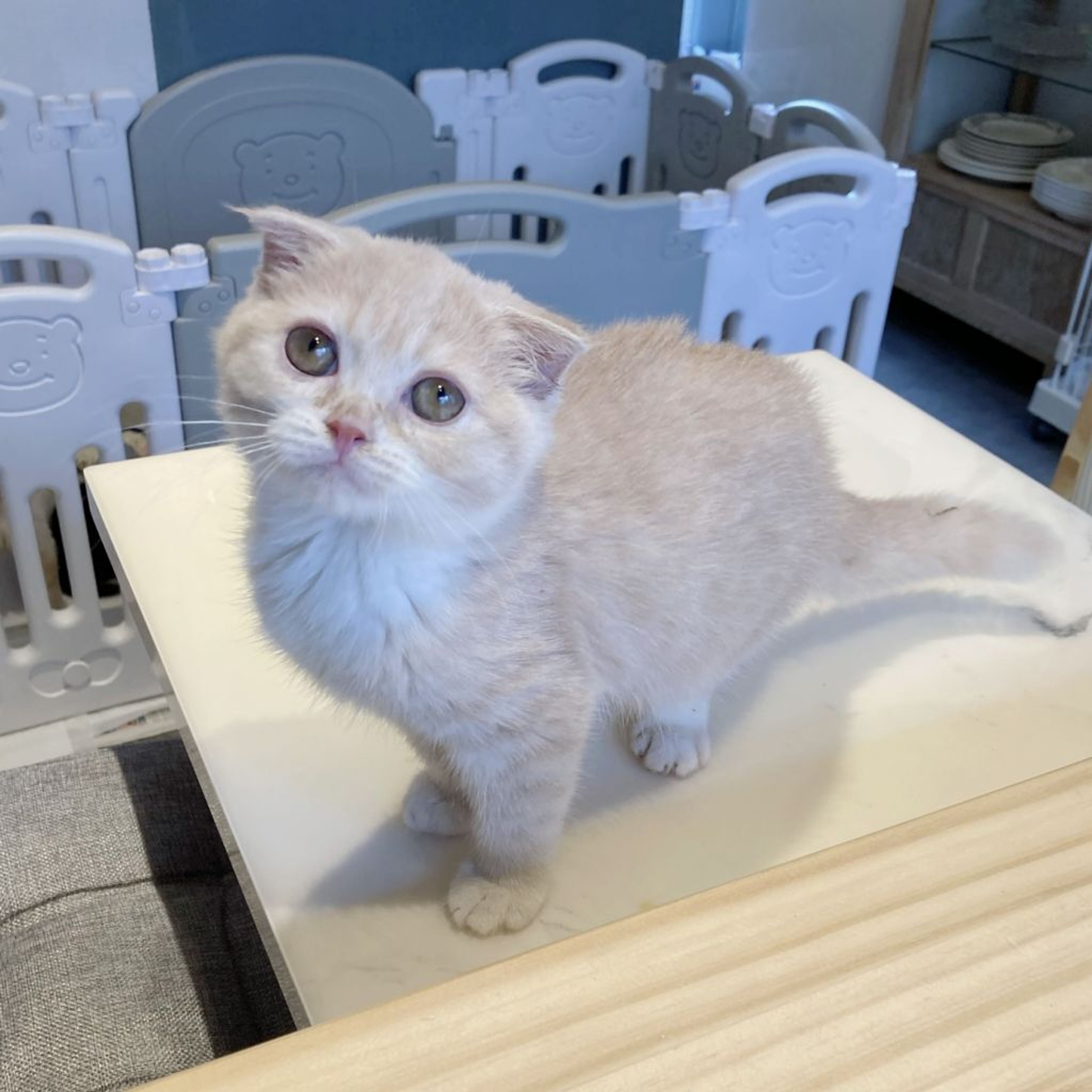 pet-image-5