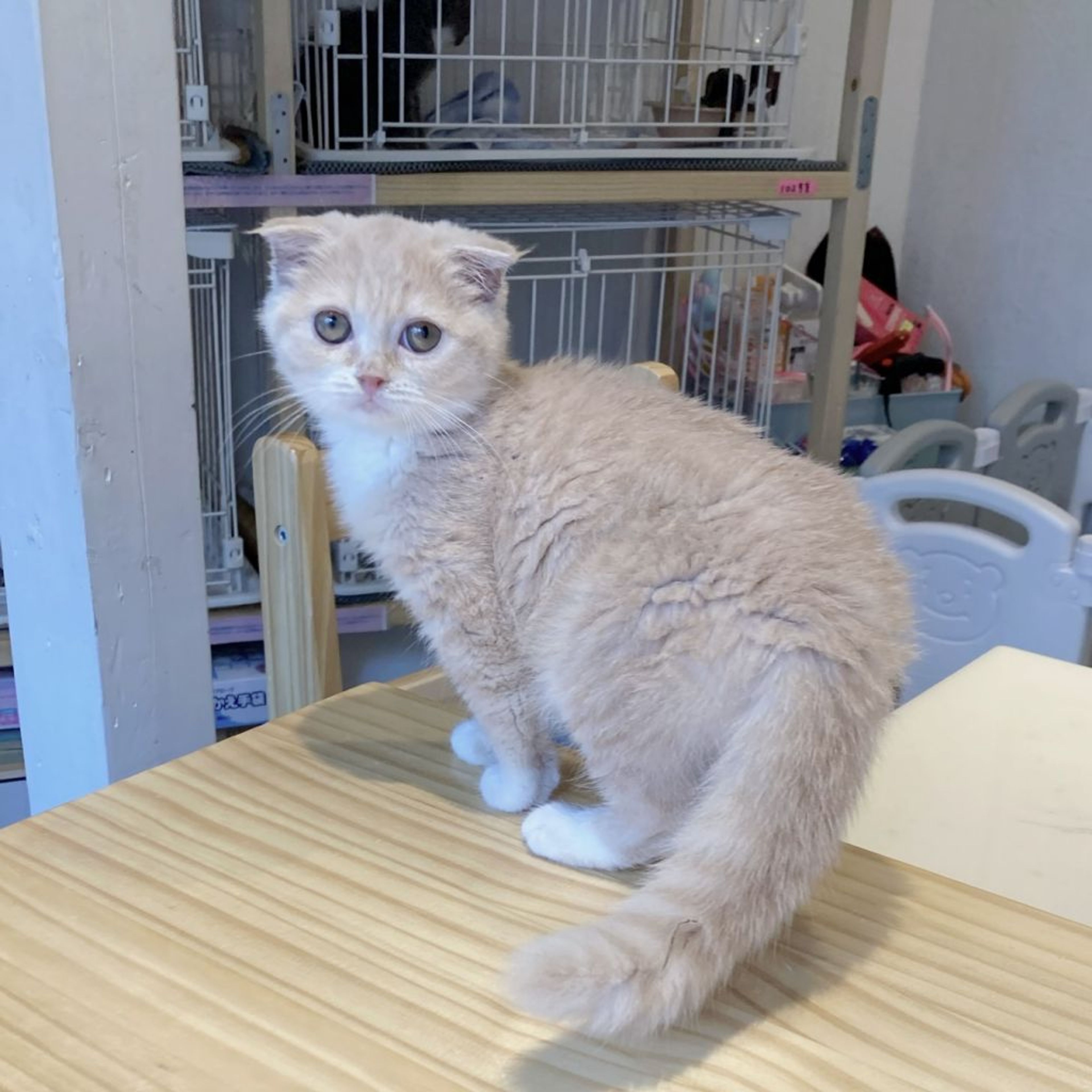 pet-image-6