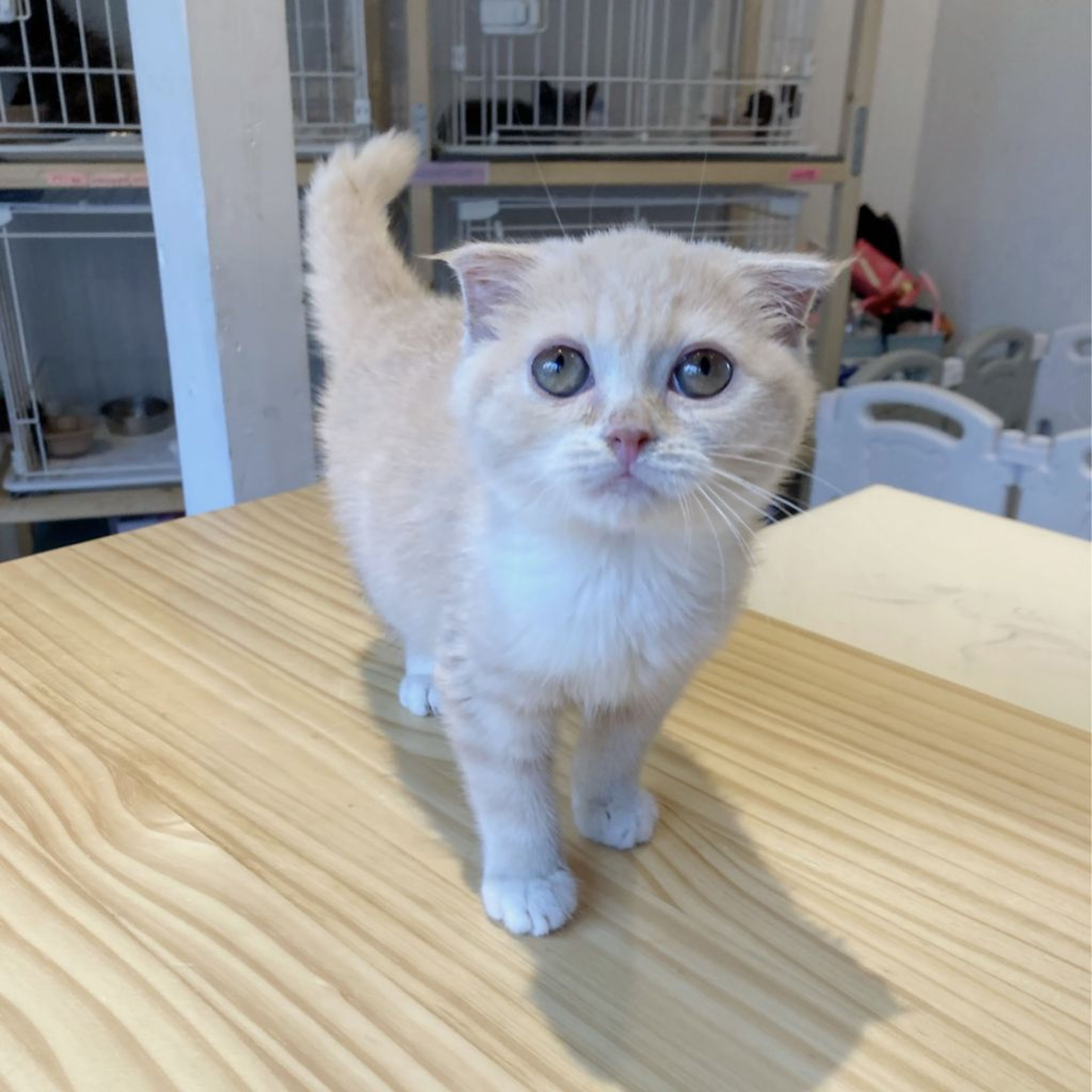 pet-image-7