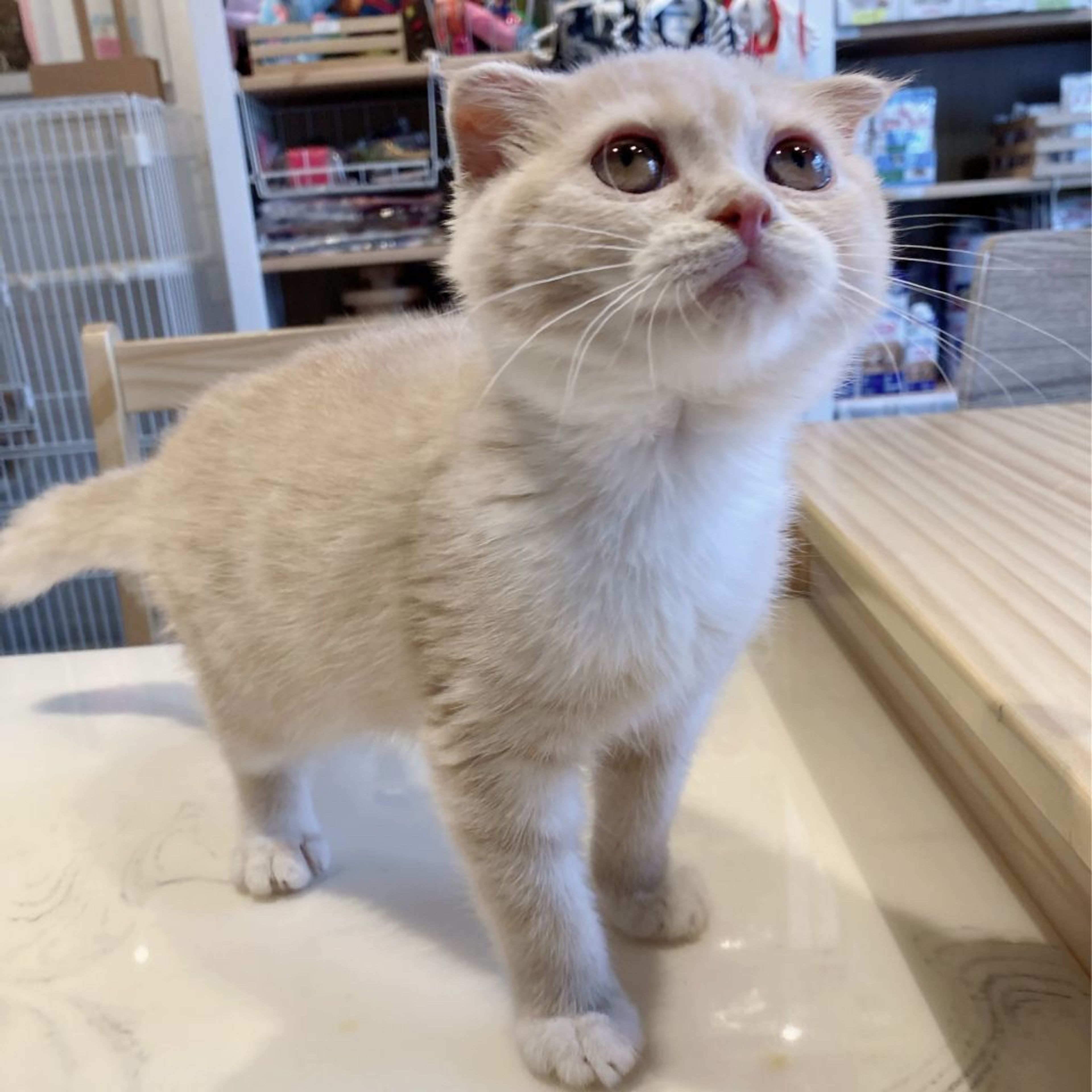 pet-image-8