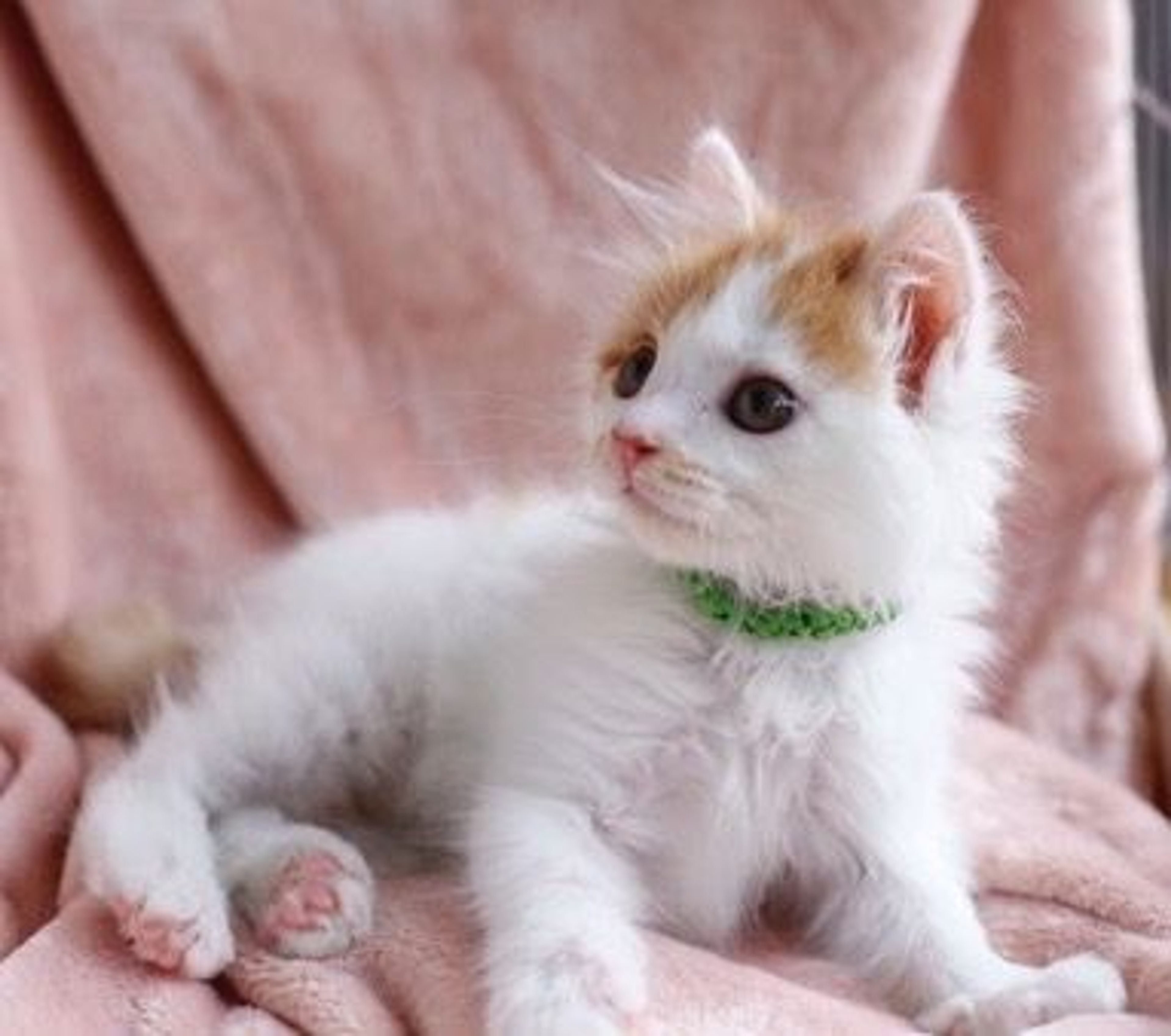 雑種（ミックス猫）・オスの里親募集の写真