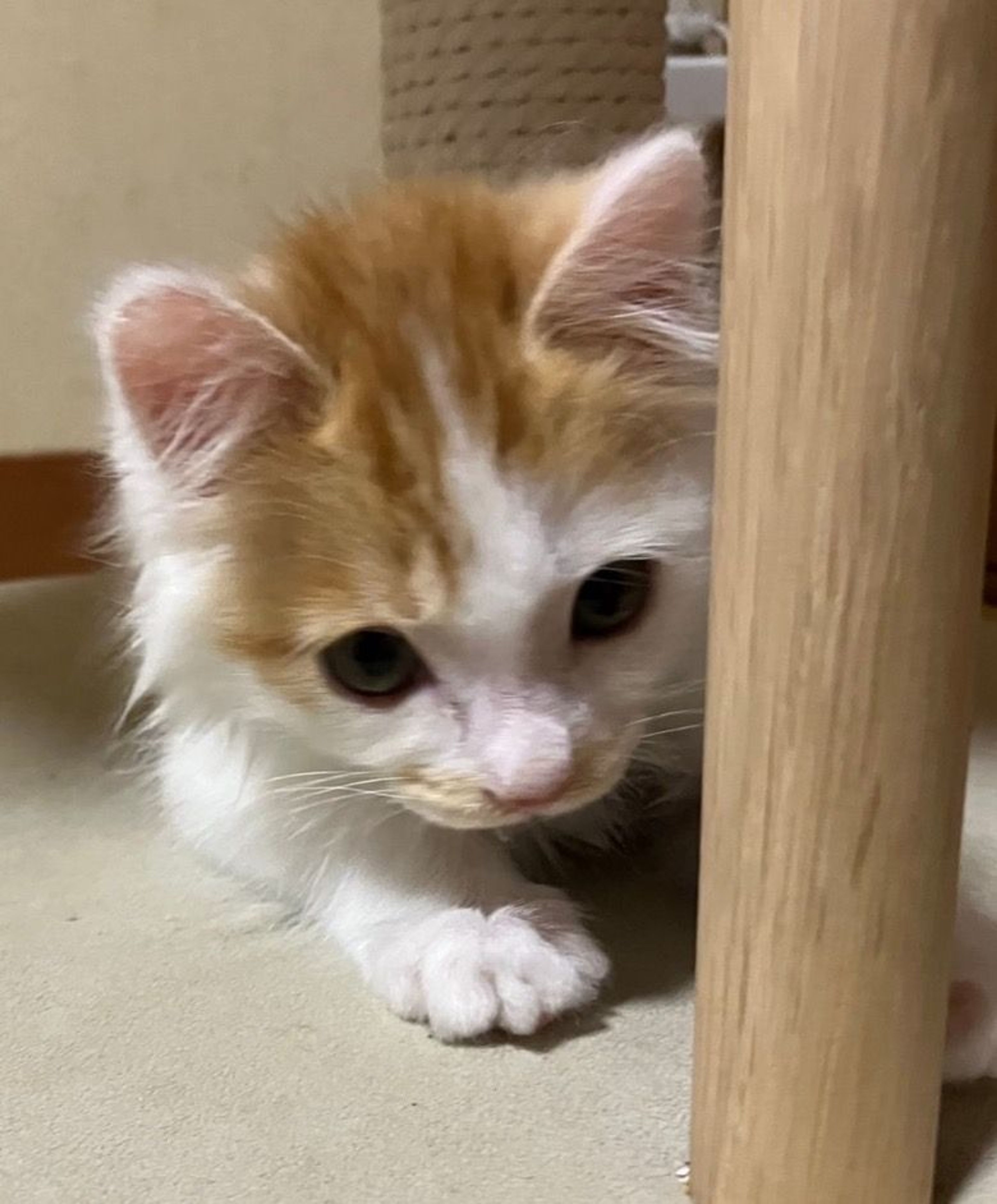pet-image-3