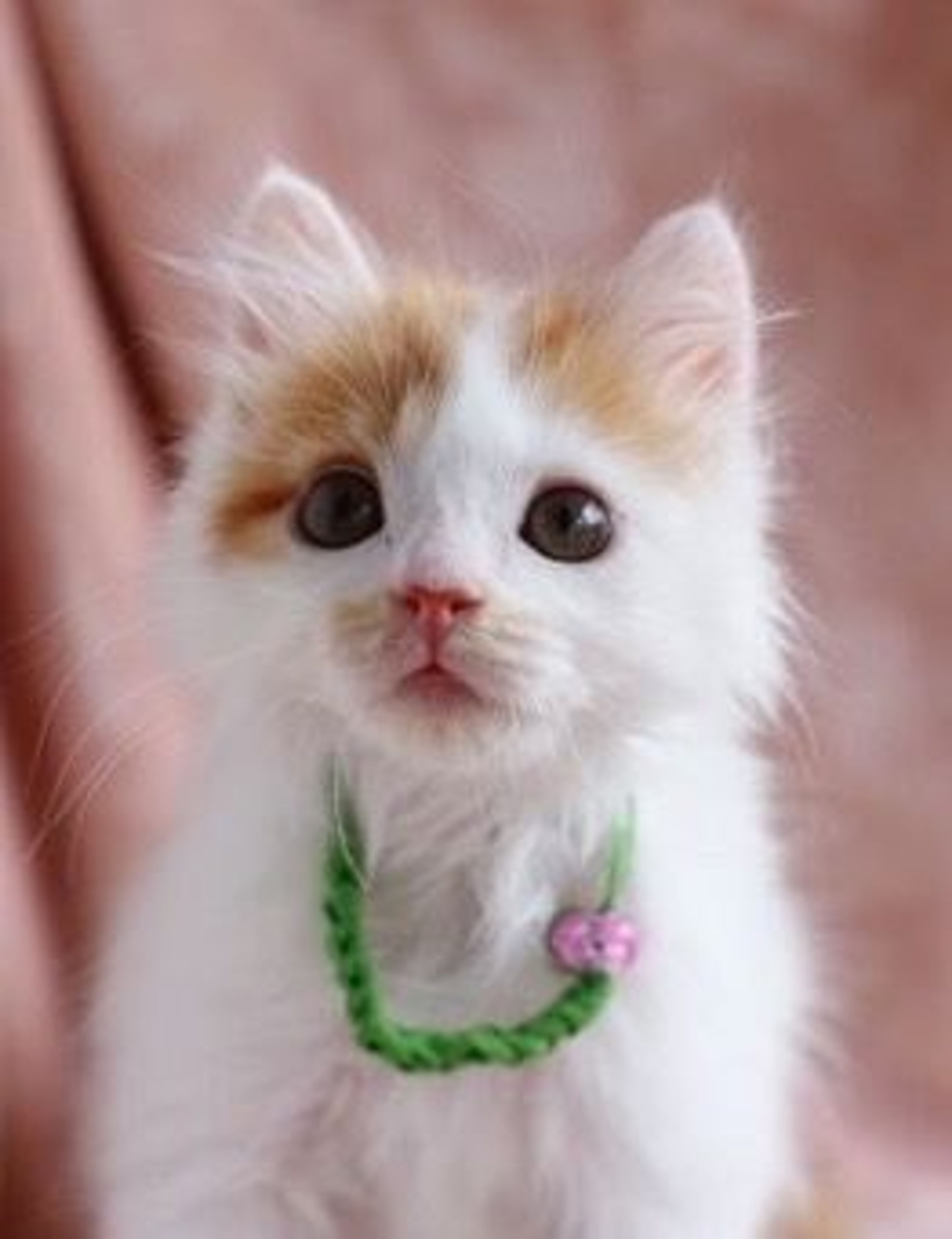 pet-image-4