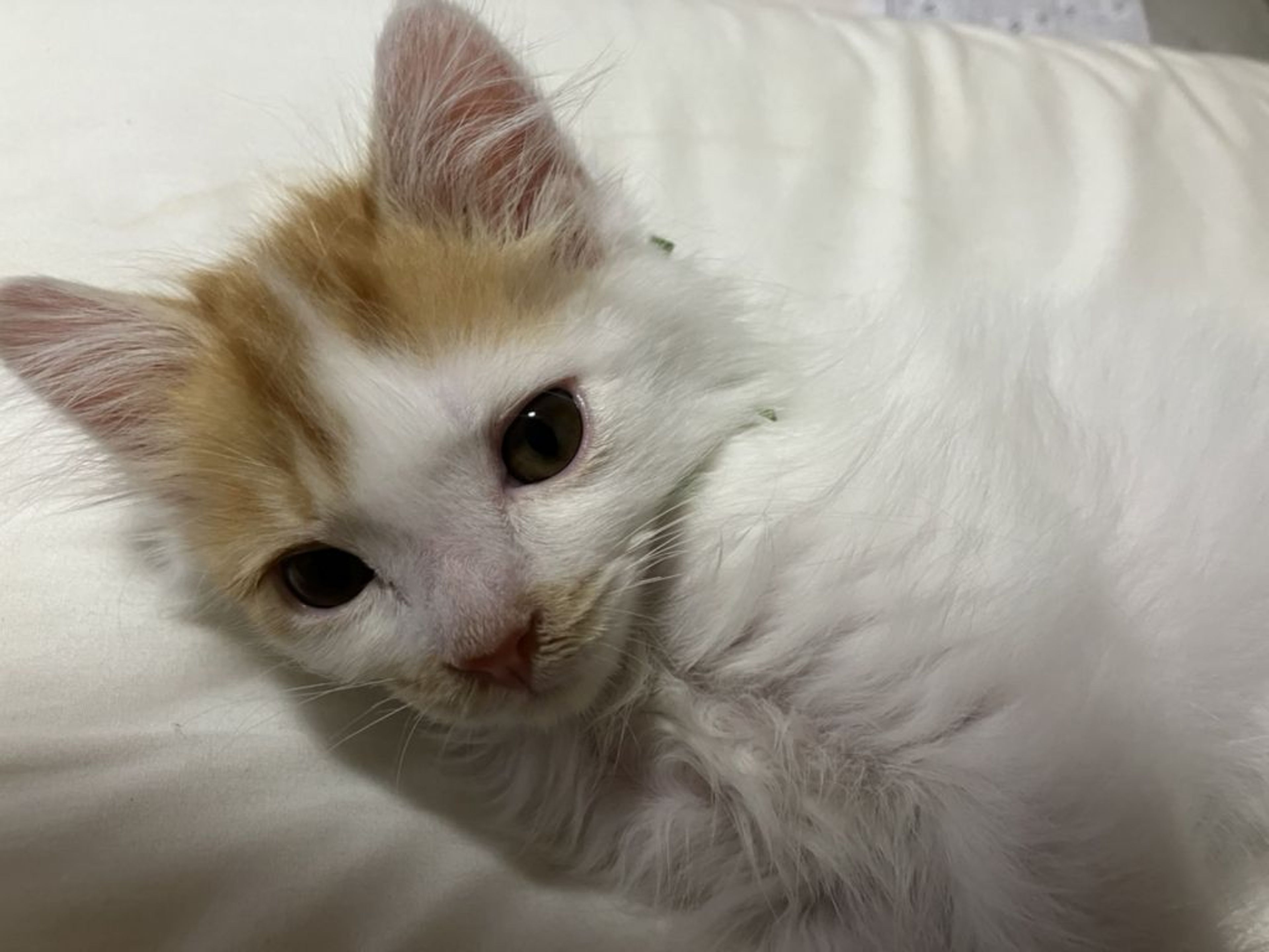 pet-image-5