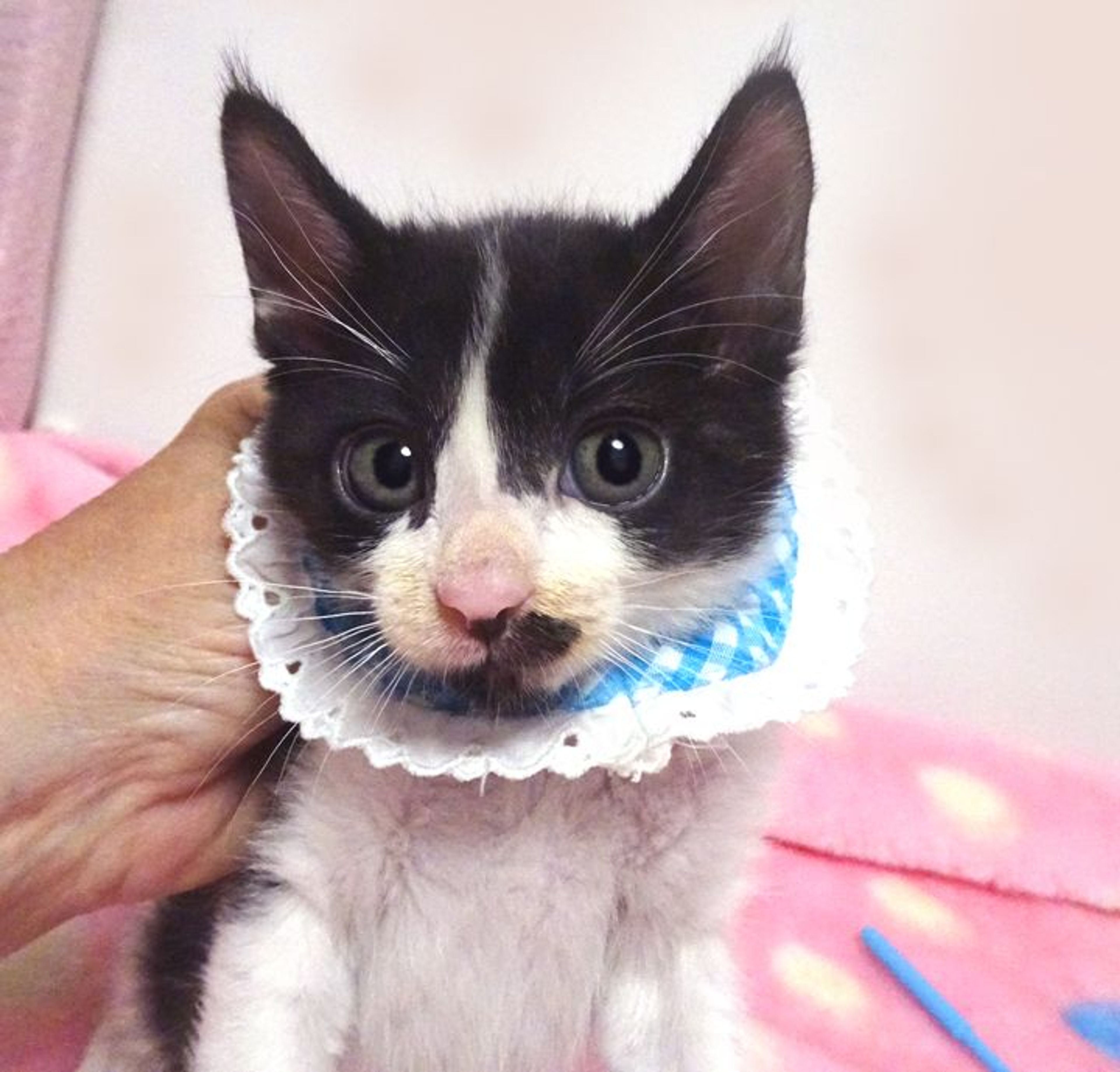 pet-image-2