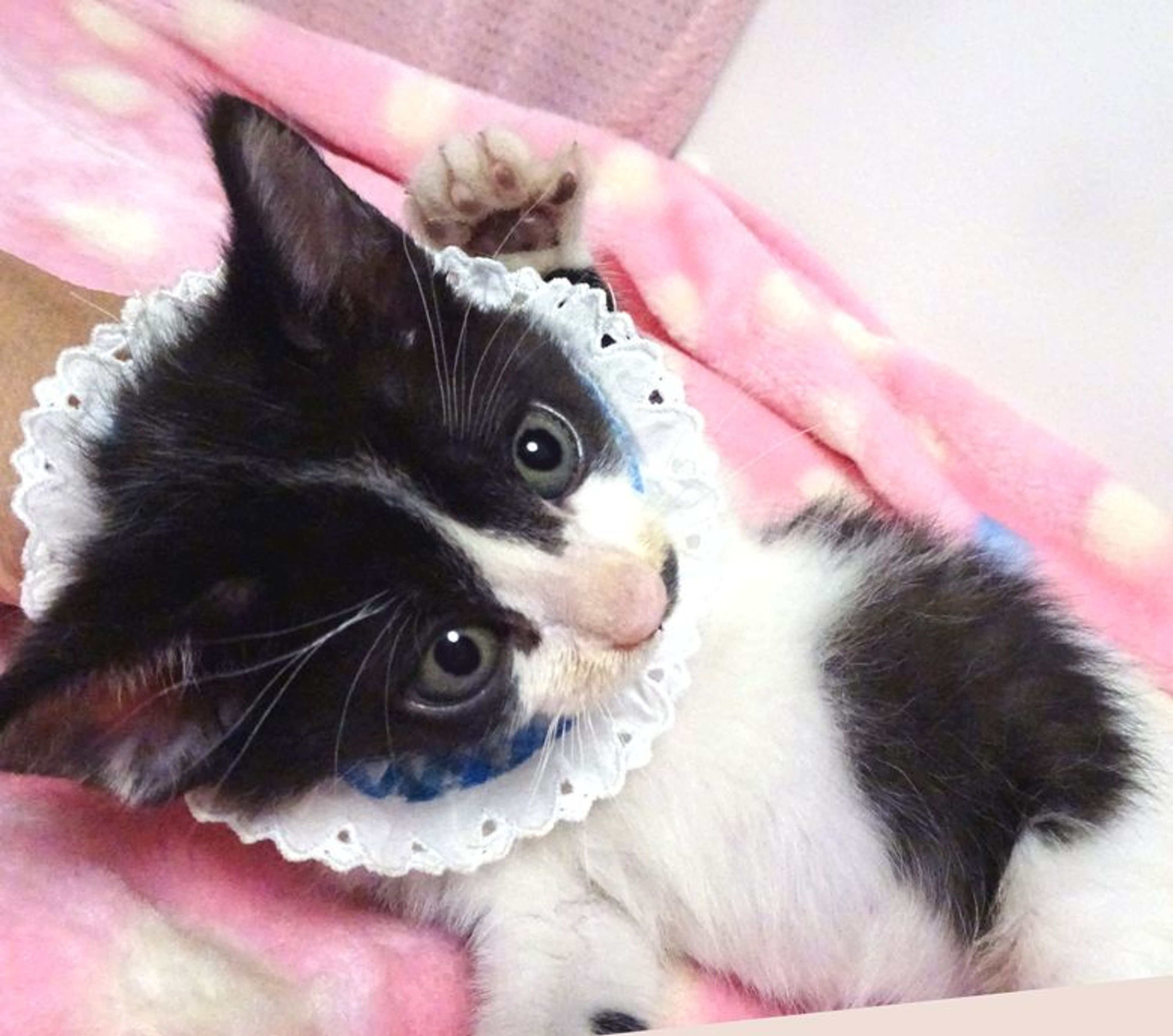 pet-image-3