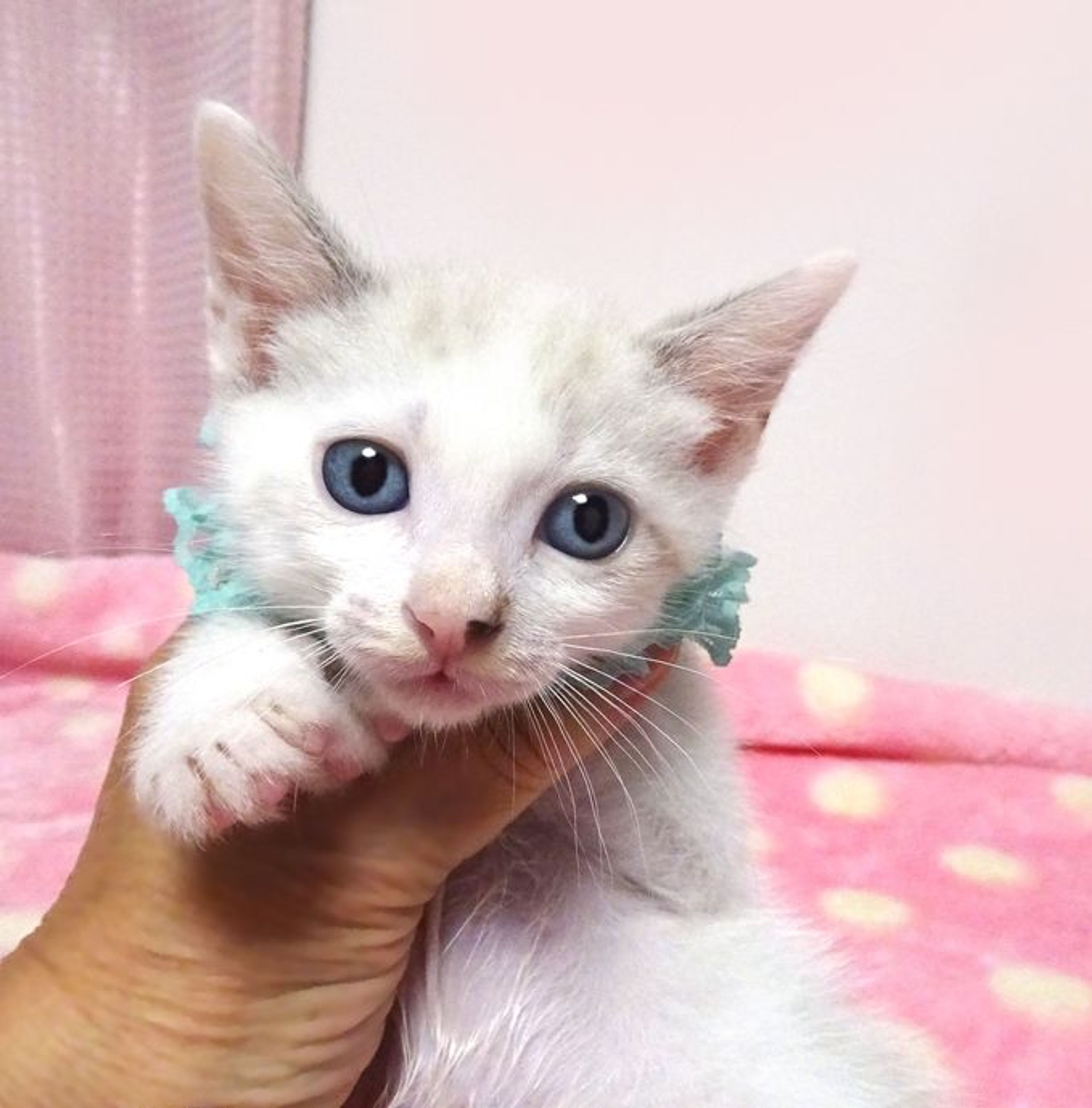 雑種（ミックス猫）・オスの里親募集の写真
