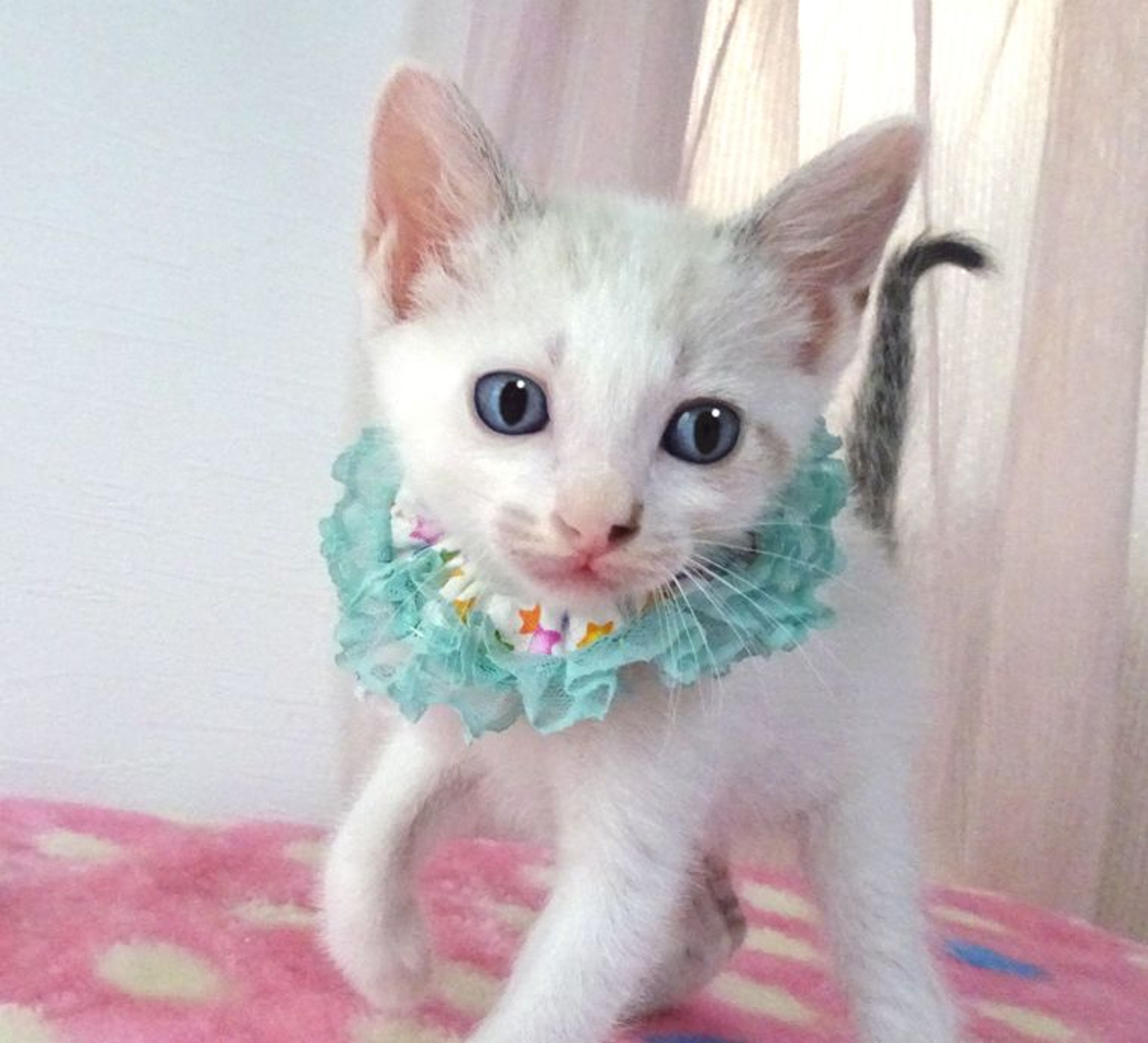 pet-image-3