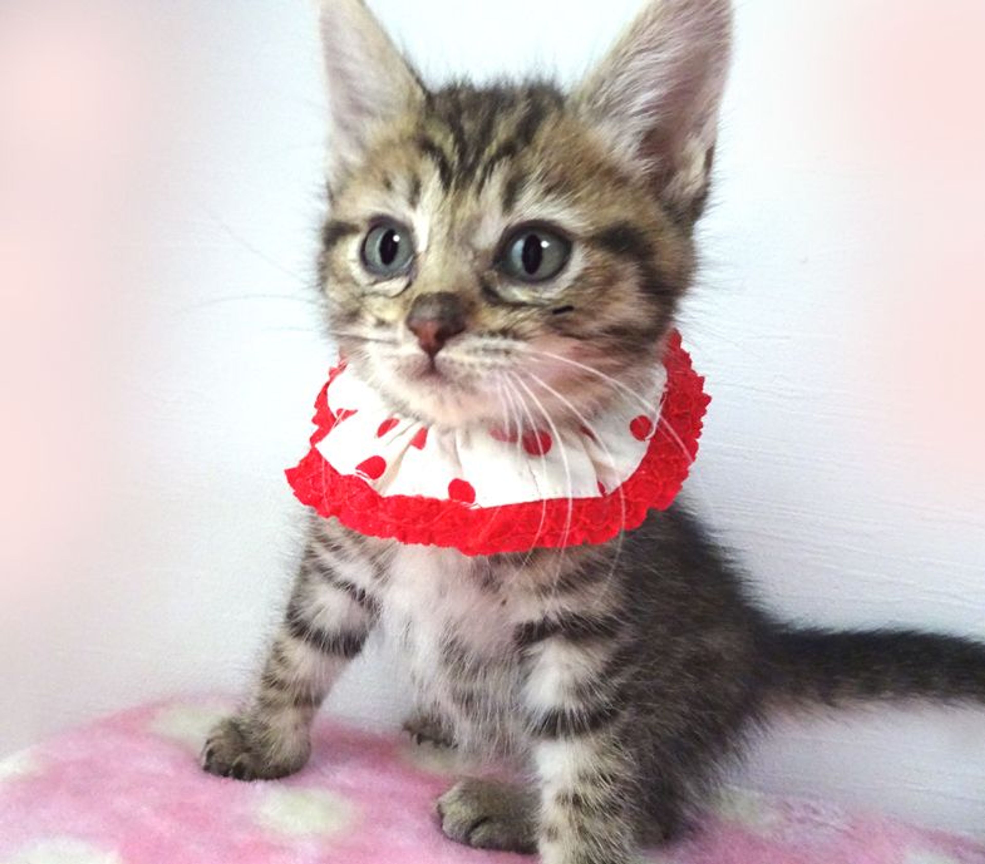 雑種（ミックス猫）・メスの里親募集の写真