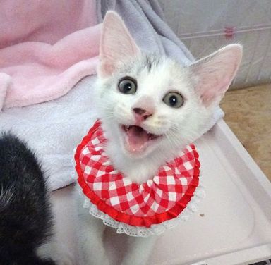 キララちゃんの写真