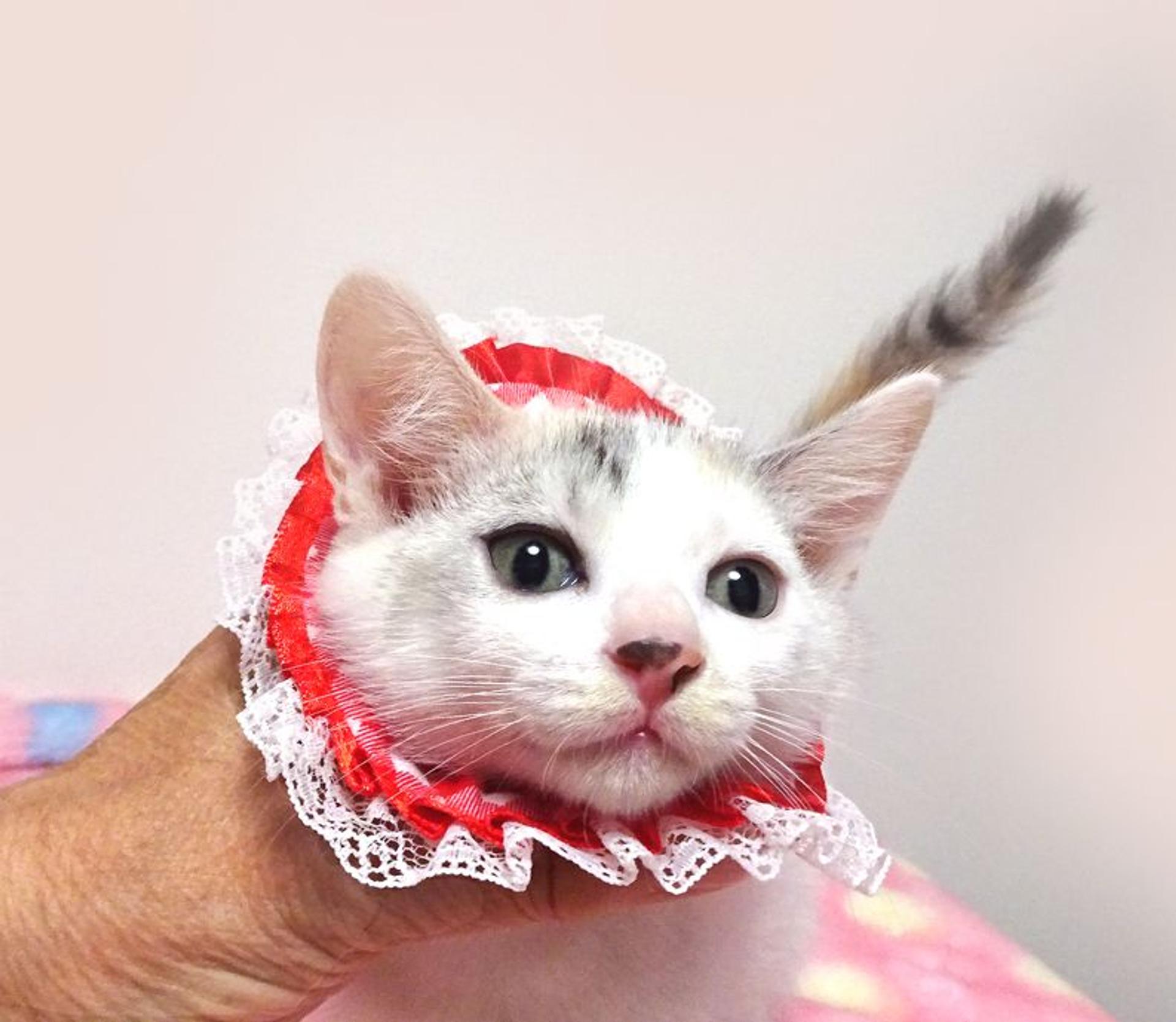 pet-image-2