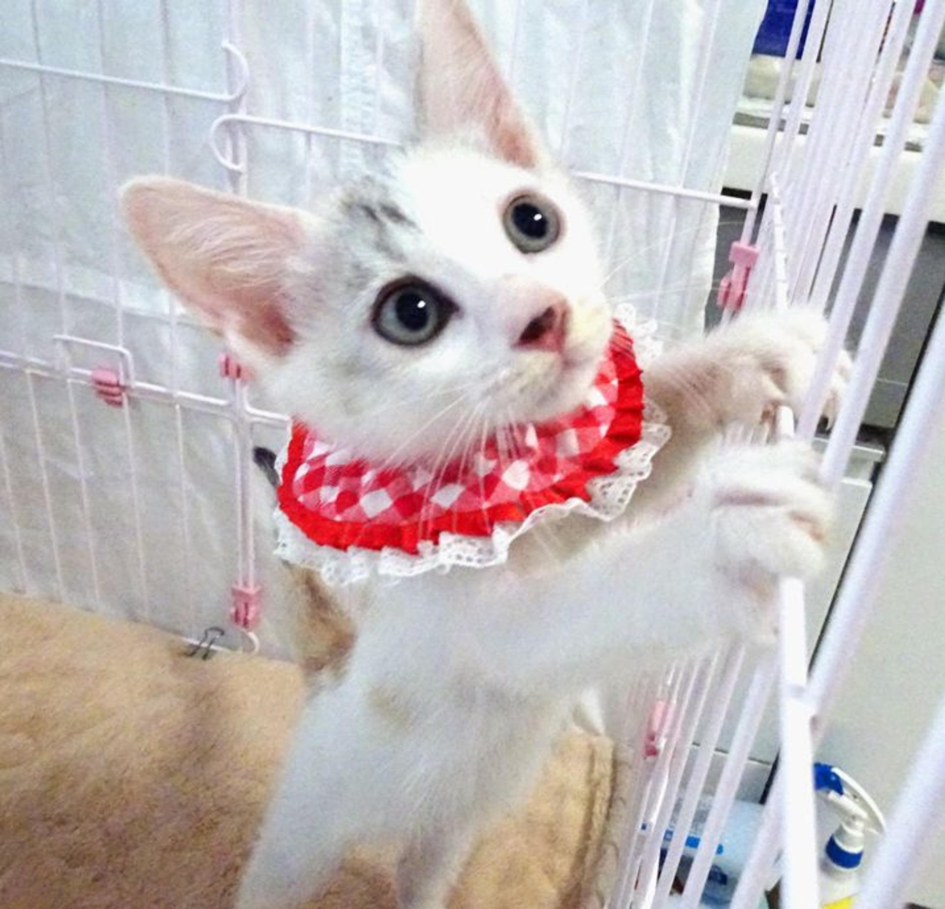 pet-image-3