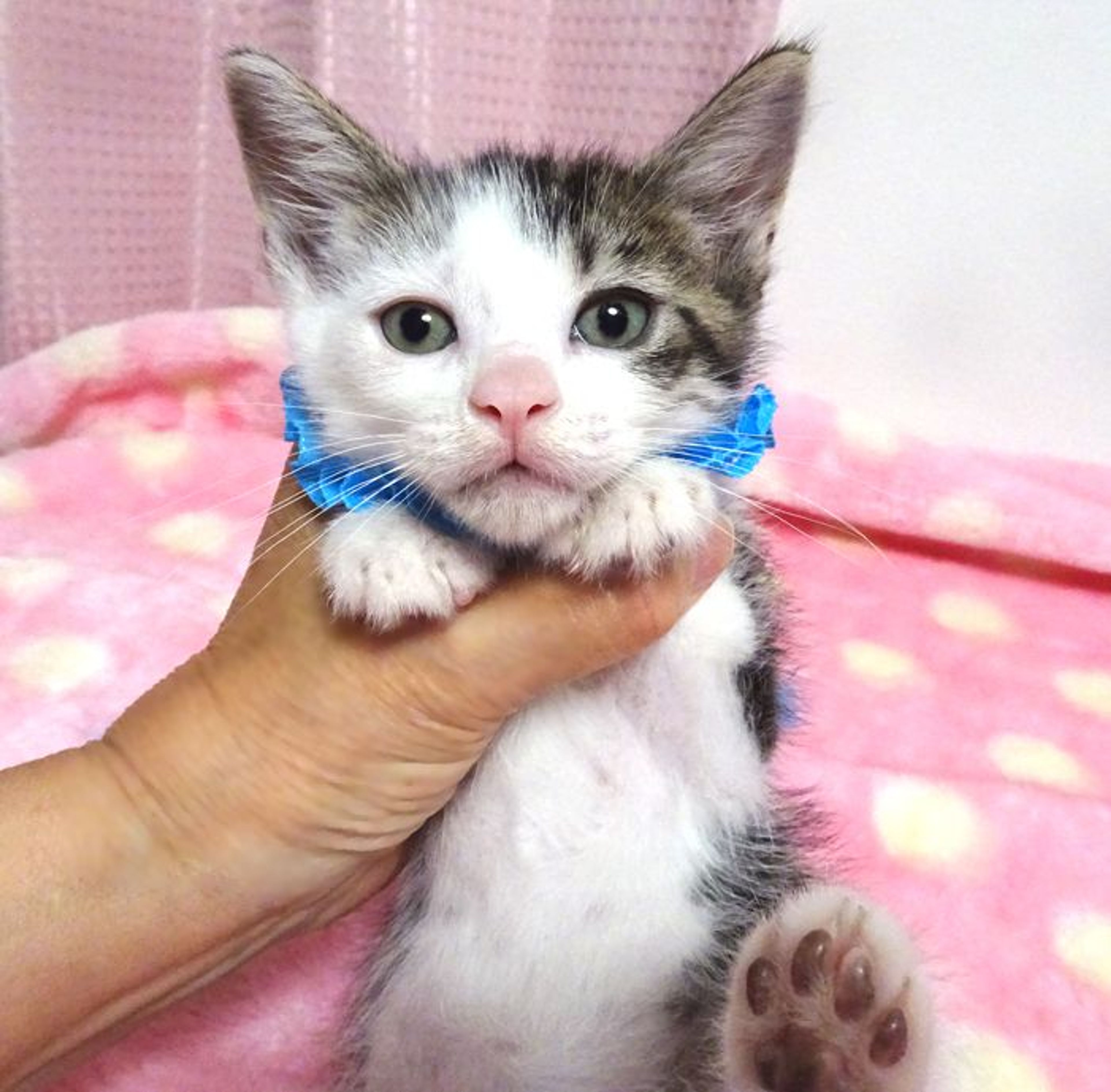 雑種（ミックス猫）・オスの里親募集の写真