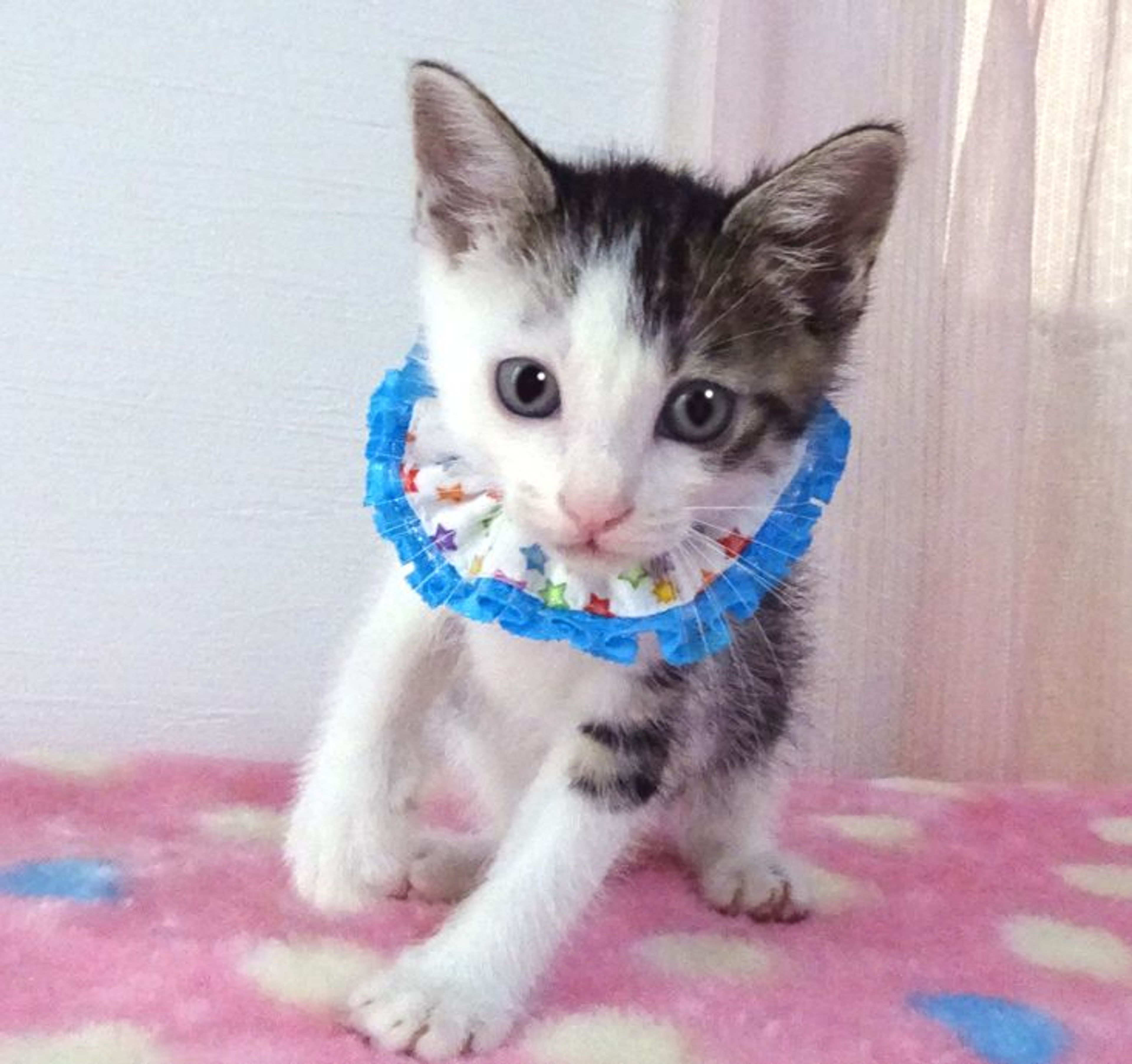 pet-image-2