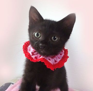 ももクロちゃんの写真