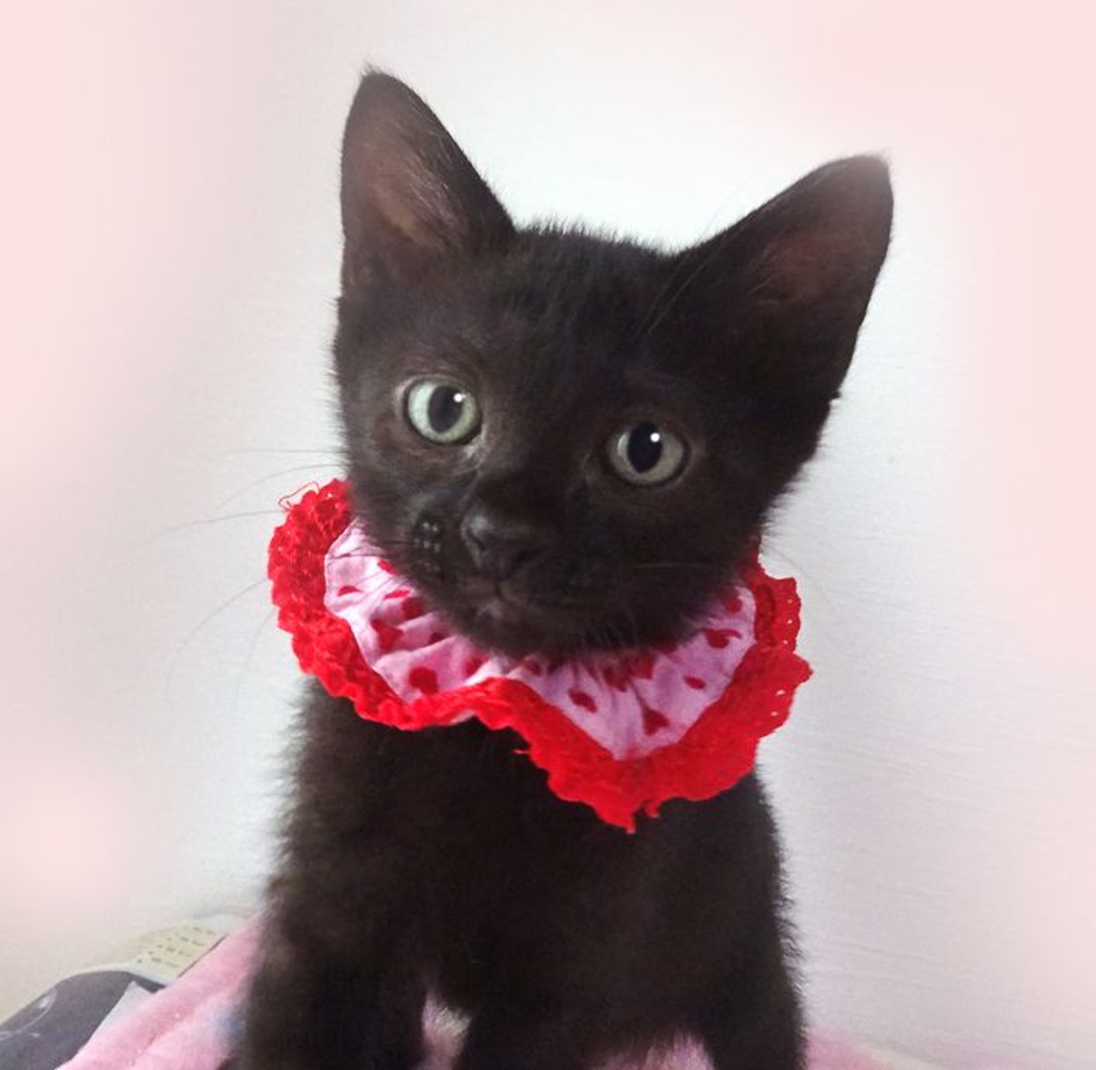雑種（ミックス猫）・メスの里親募集の写真
