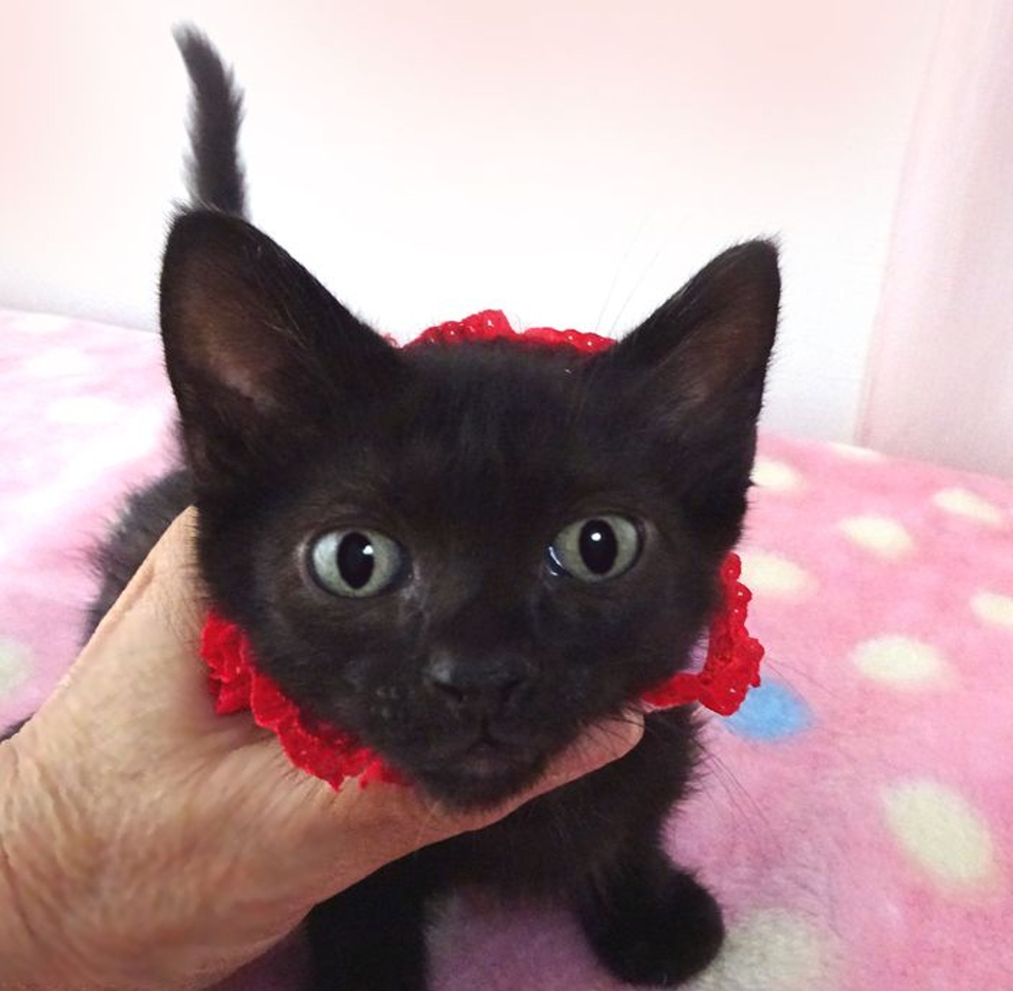 pet-image-3