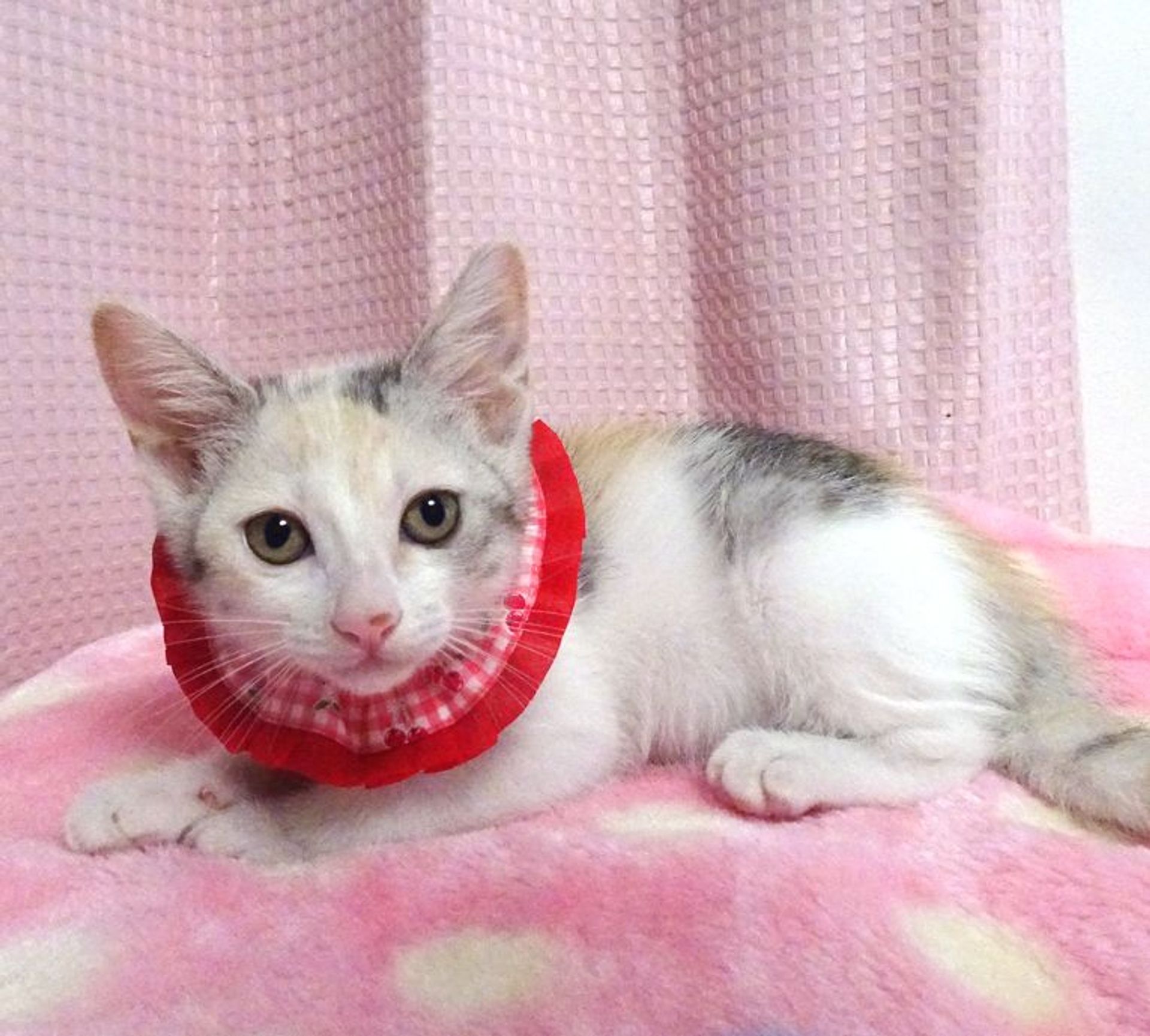 雑種（ミックス猫）・メスの里親募集の写真