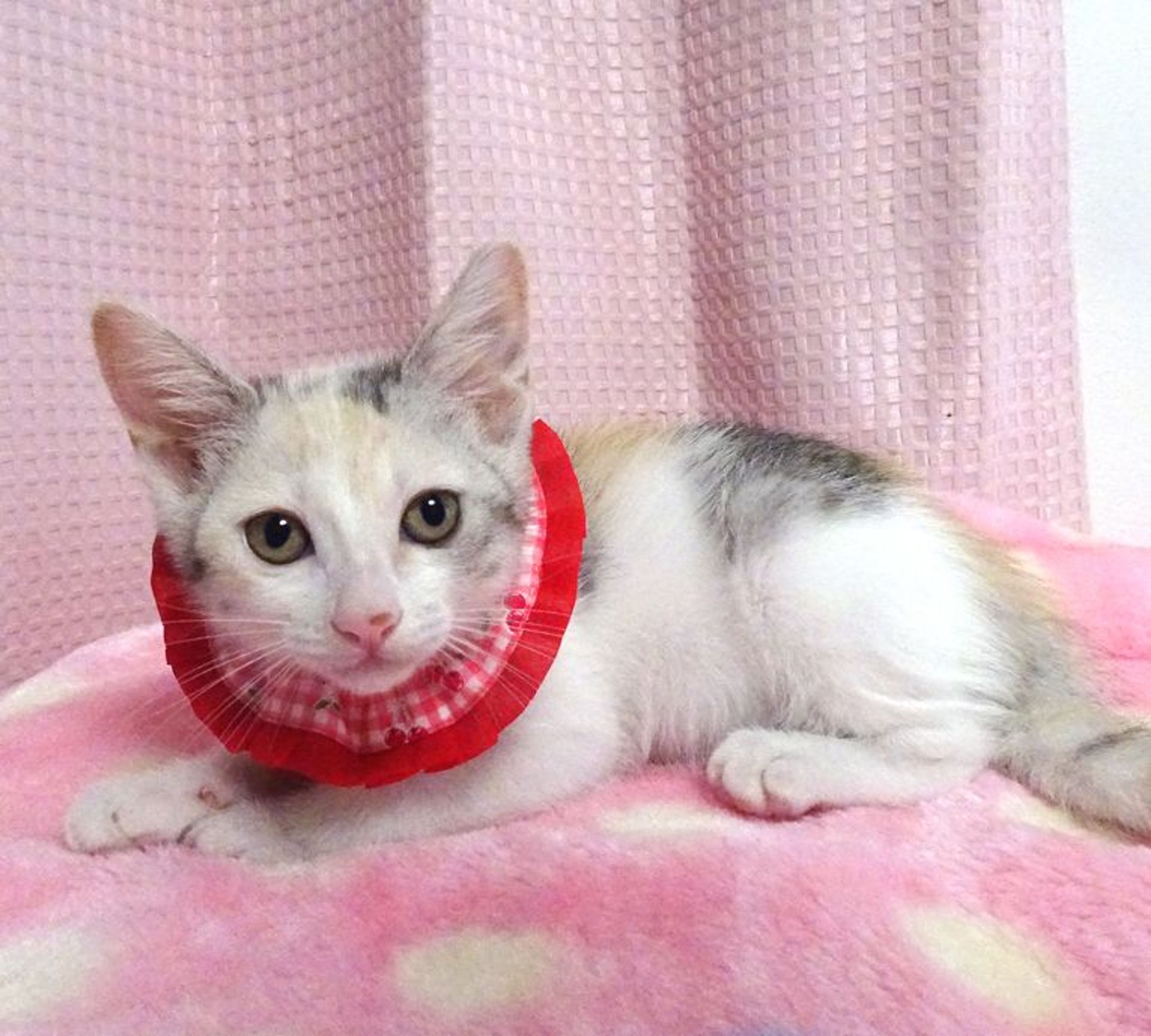 雑種（ミックス猫）・メスの里親募集の写真