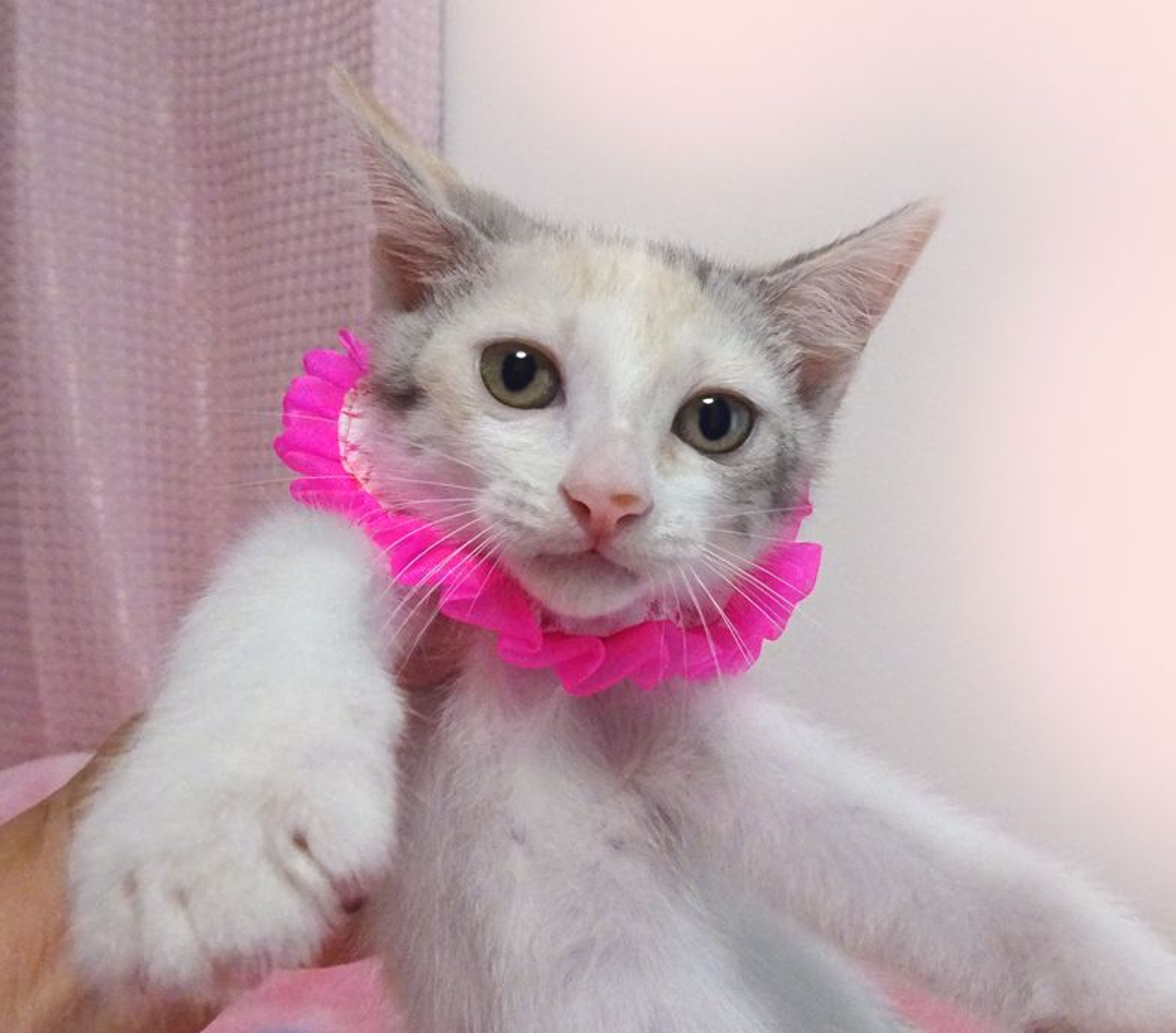 pet-image-2