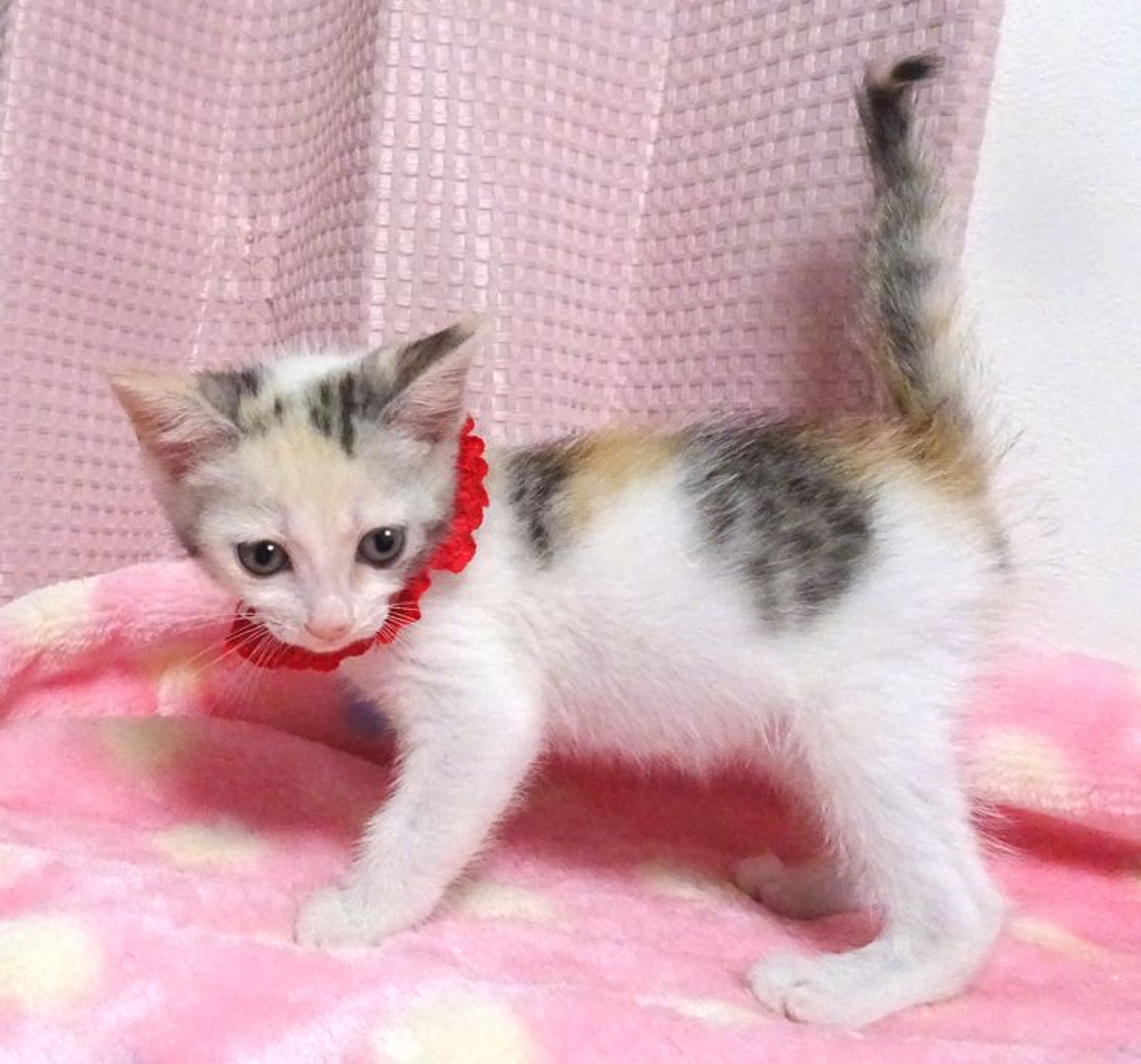 pet-image-4