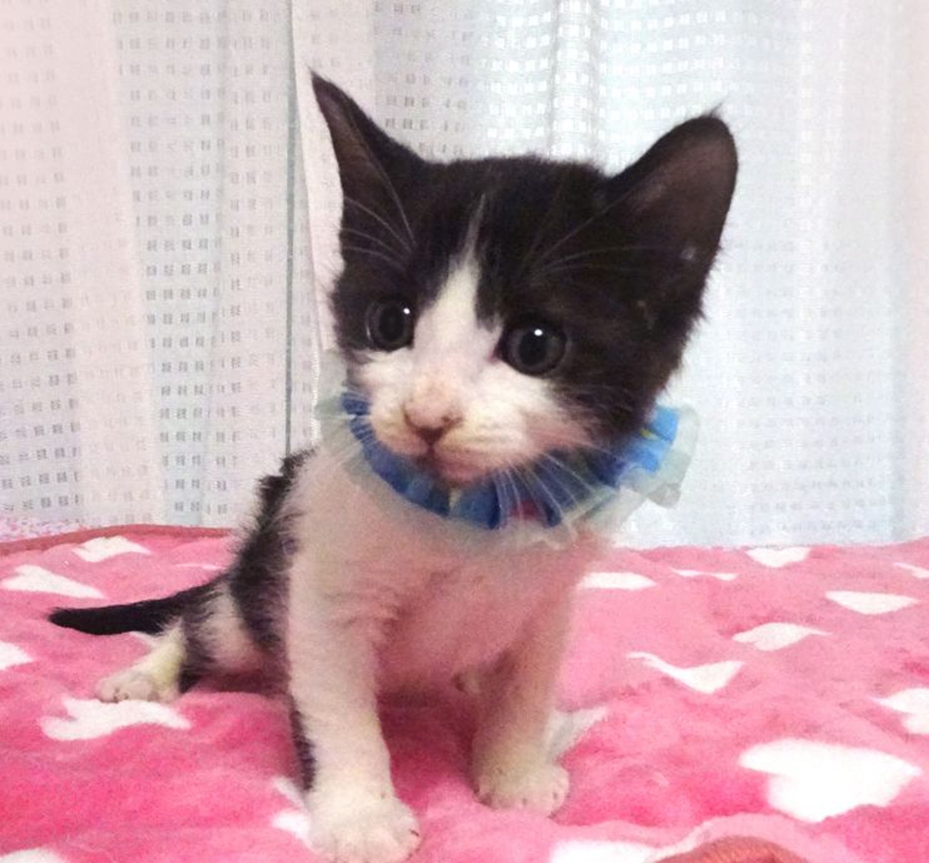 雑種（ミックス猫）・オスの里親募集の写真