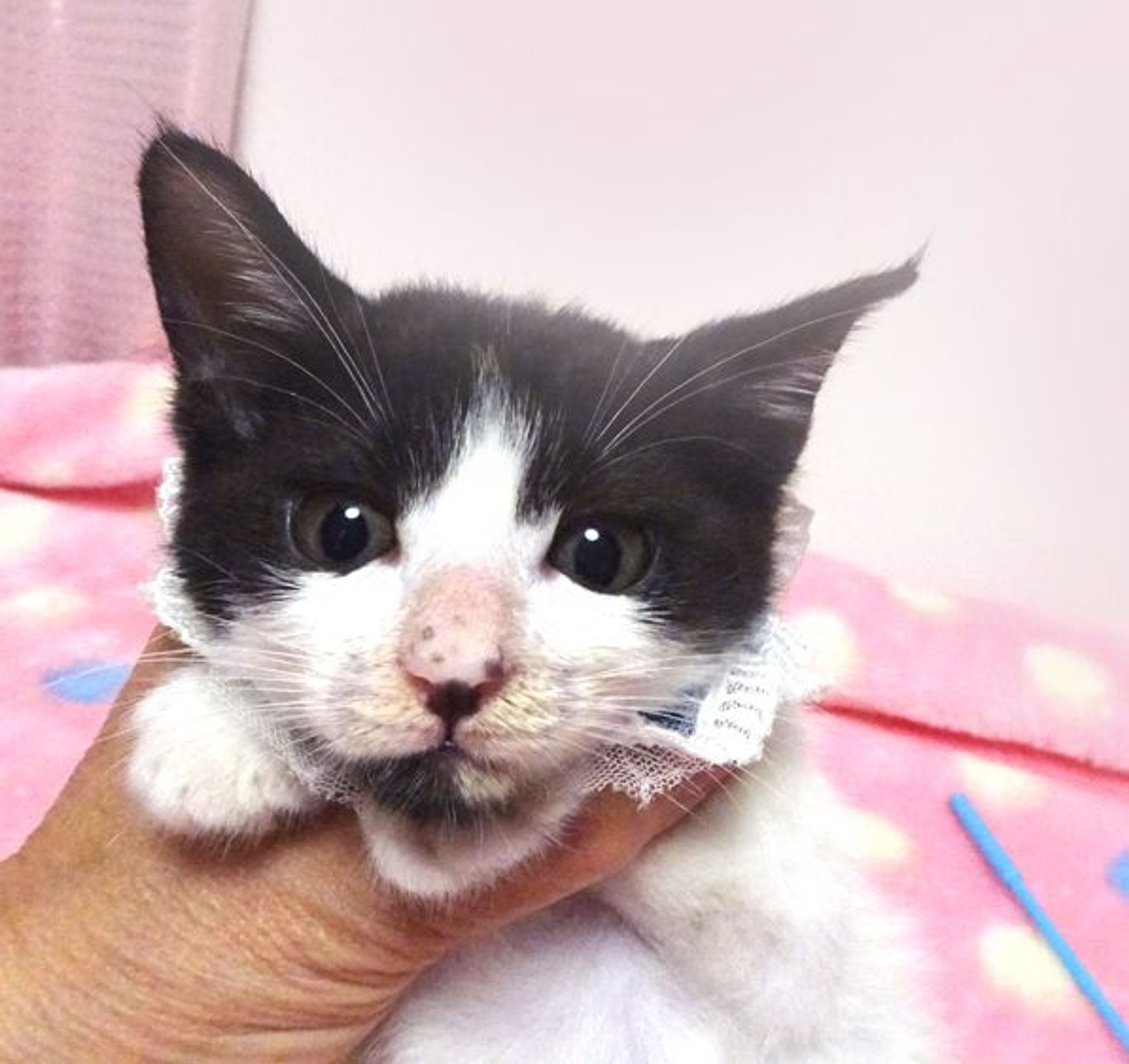 pet-image-2